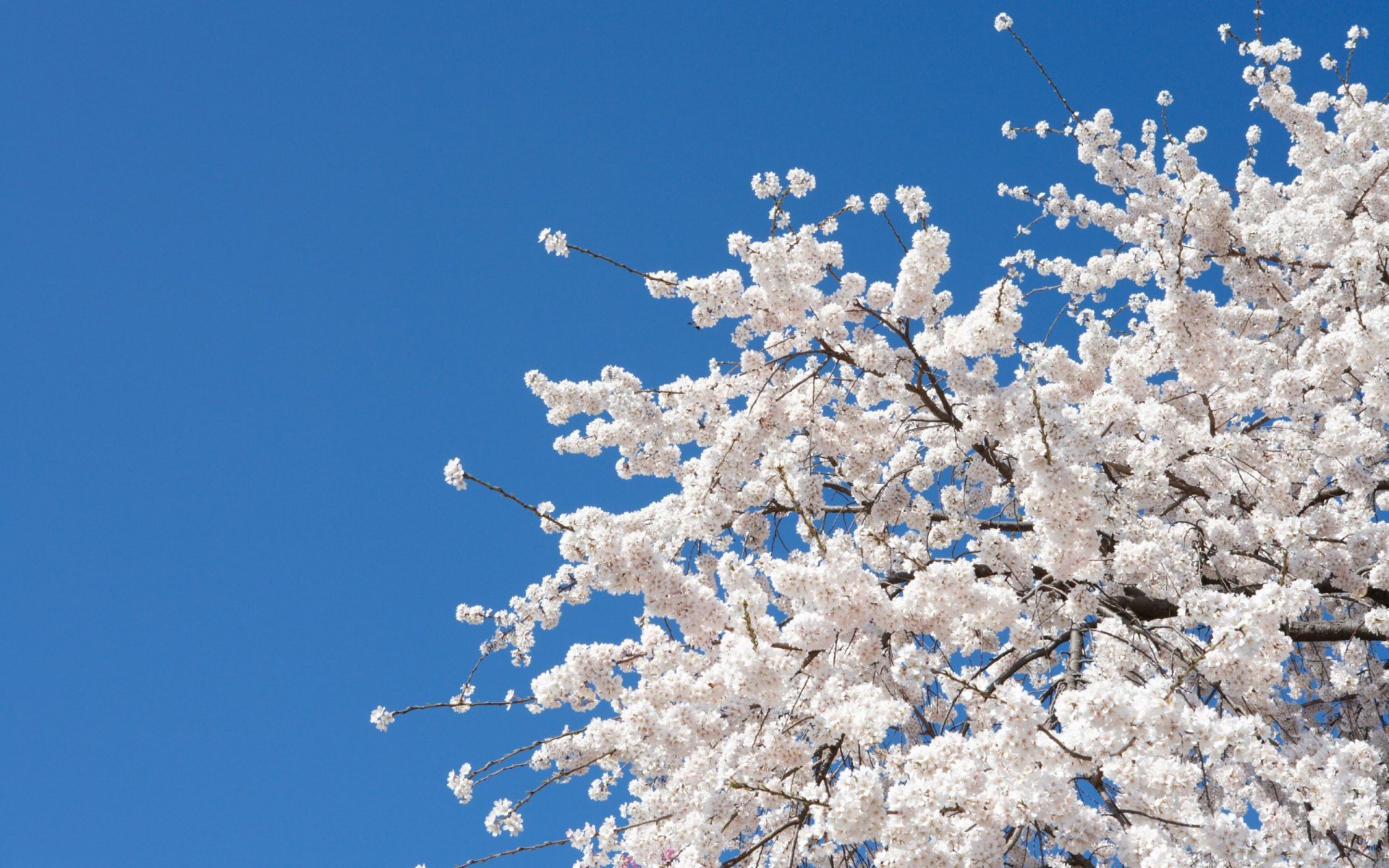 printemps arbre branches floraison ciel