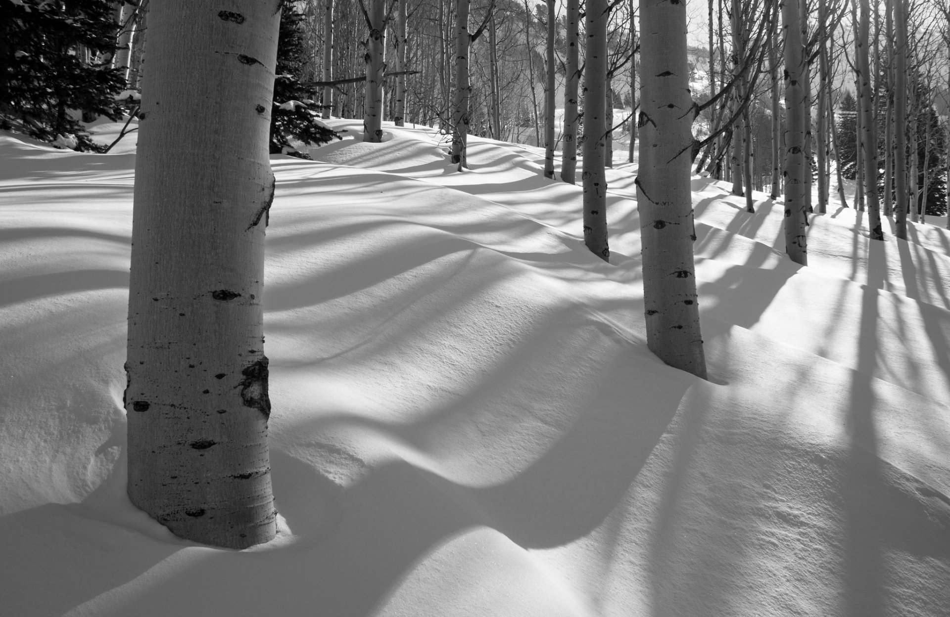 forêt arbres hiver tremble neige bosquet