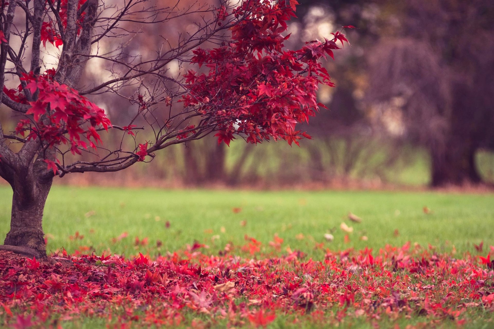 tree leaves red grass autumn nature