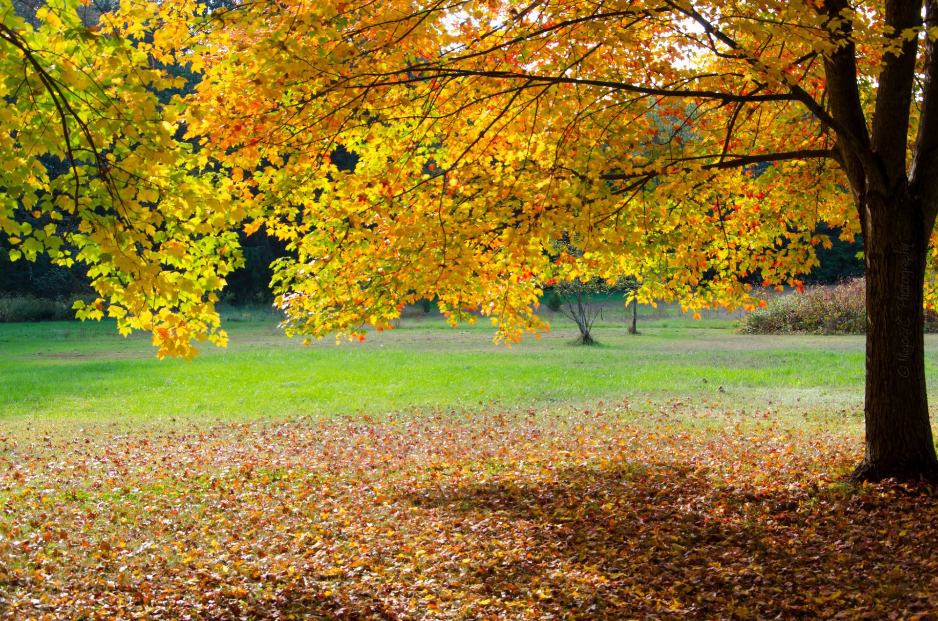 parque árbol hierba hojas otoño