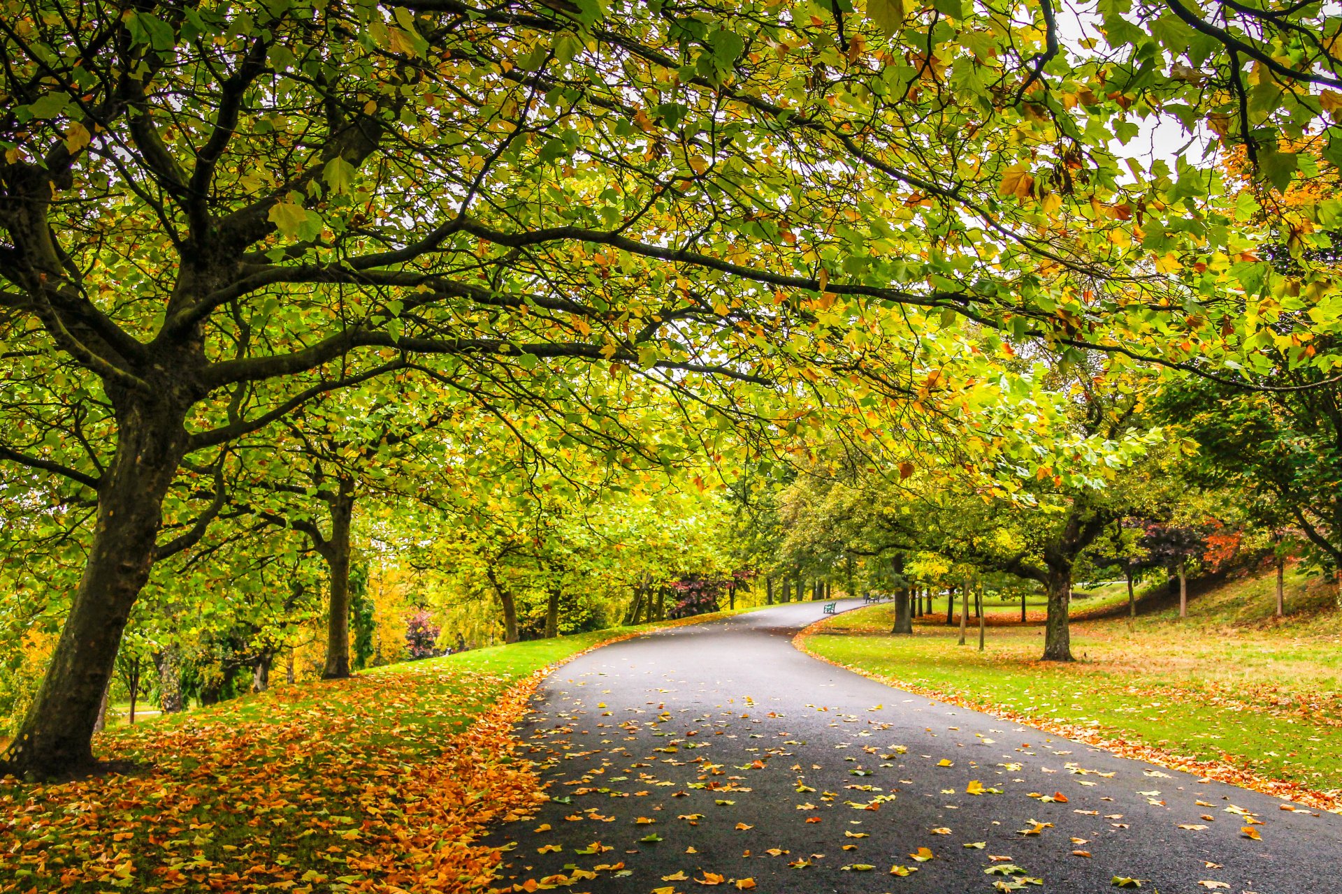 natura foresta parco alberi foglie colorato strada autunno caduta colori passeggiata