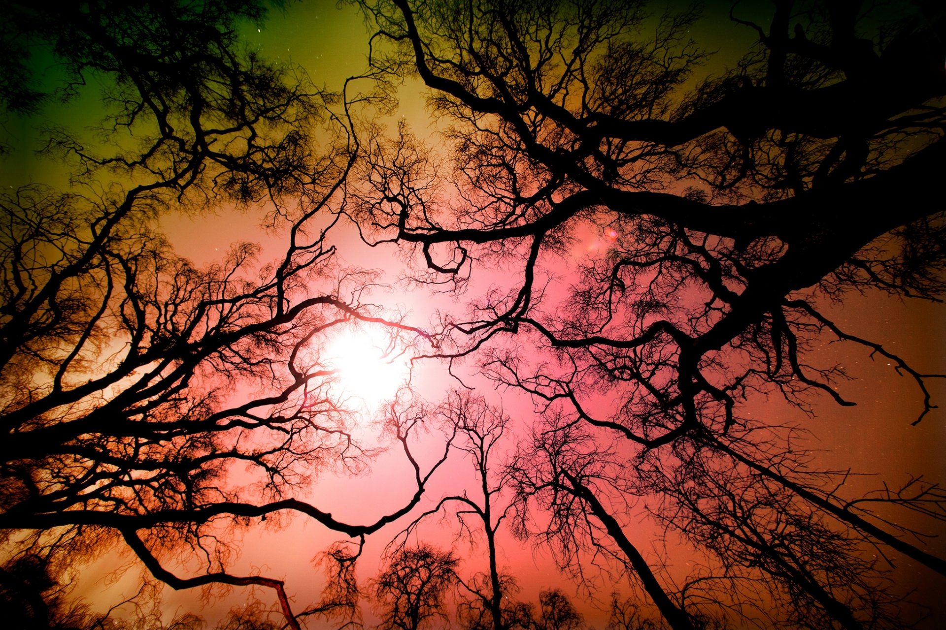 tujunga angeles national reserve los angeles kalifornien usa wald bäume zweige himmel natur