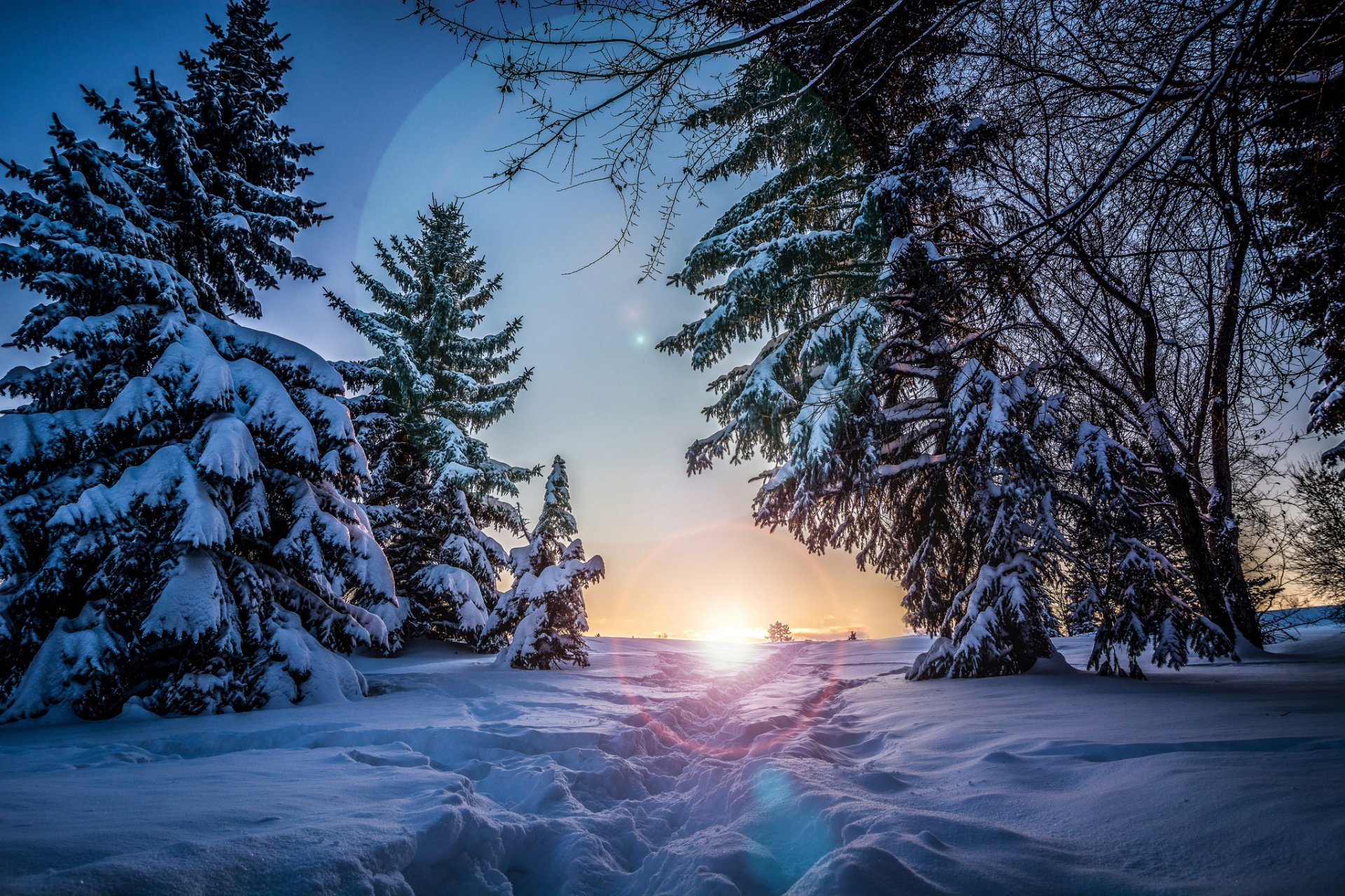 winter schnee bäume fichte sonne sonnenuntergang abend