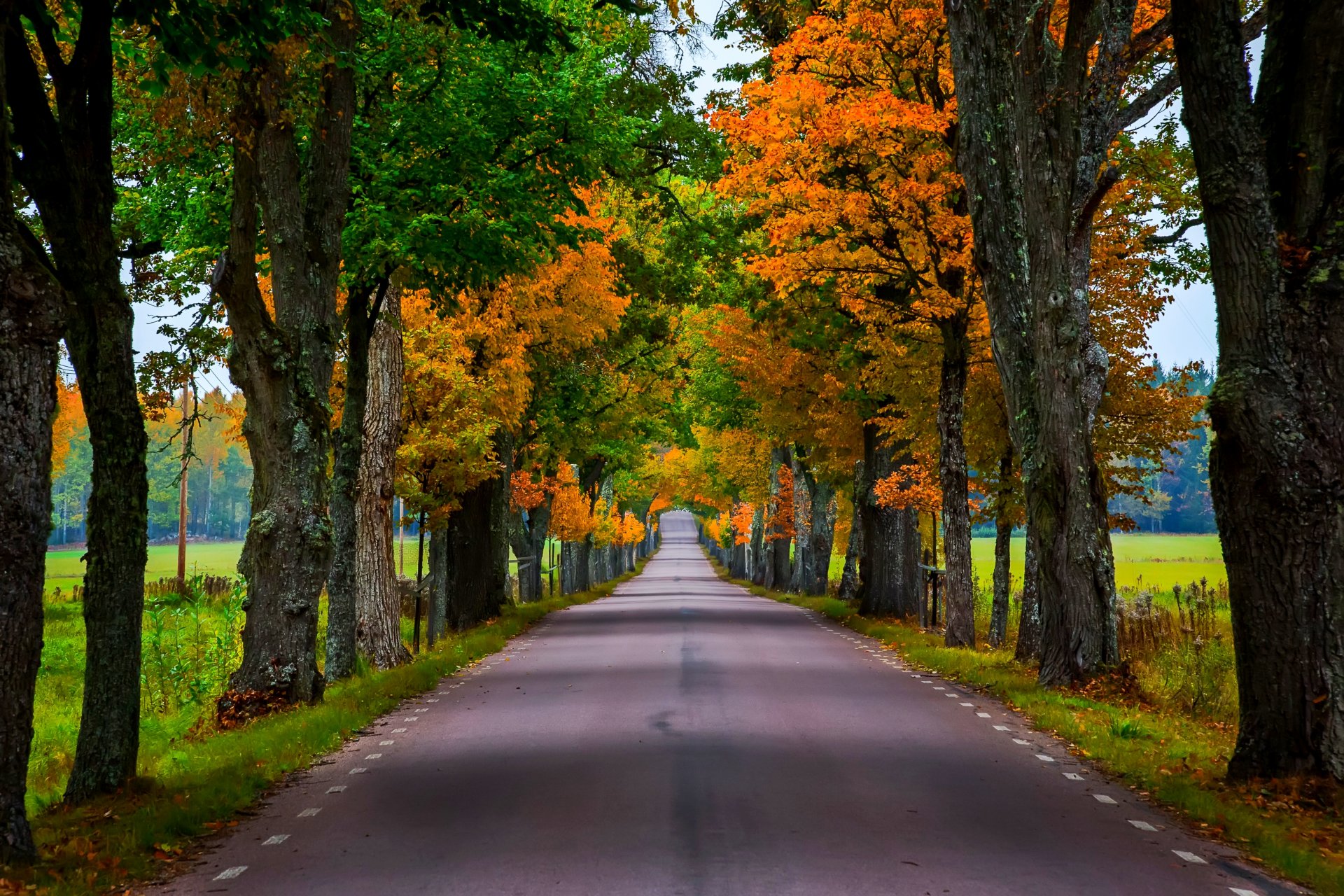 natura foresta parco alberi foglie colorato strada autunno caduta colori passeggiata