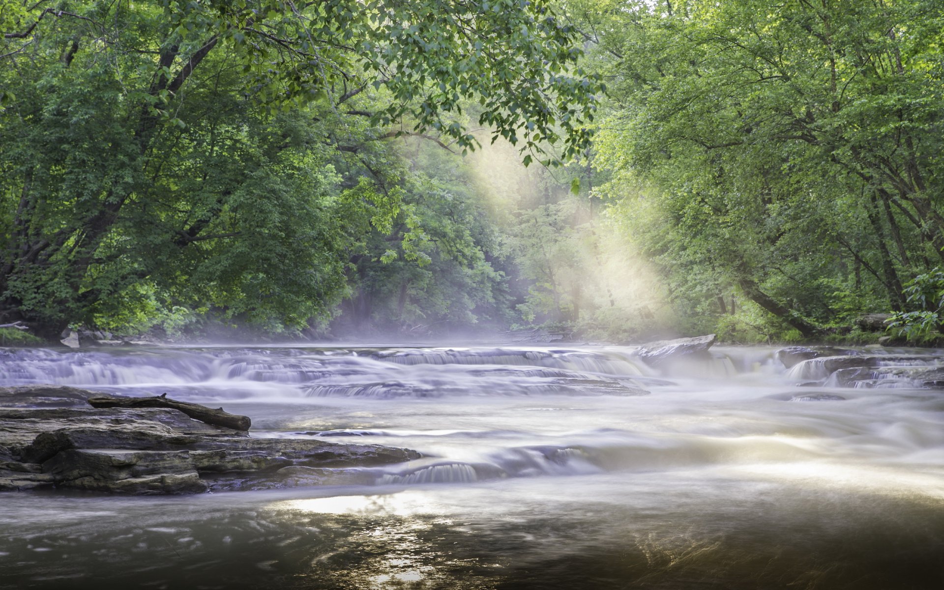 forêt rivière rapides matin printemps