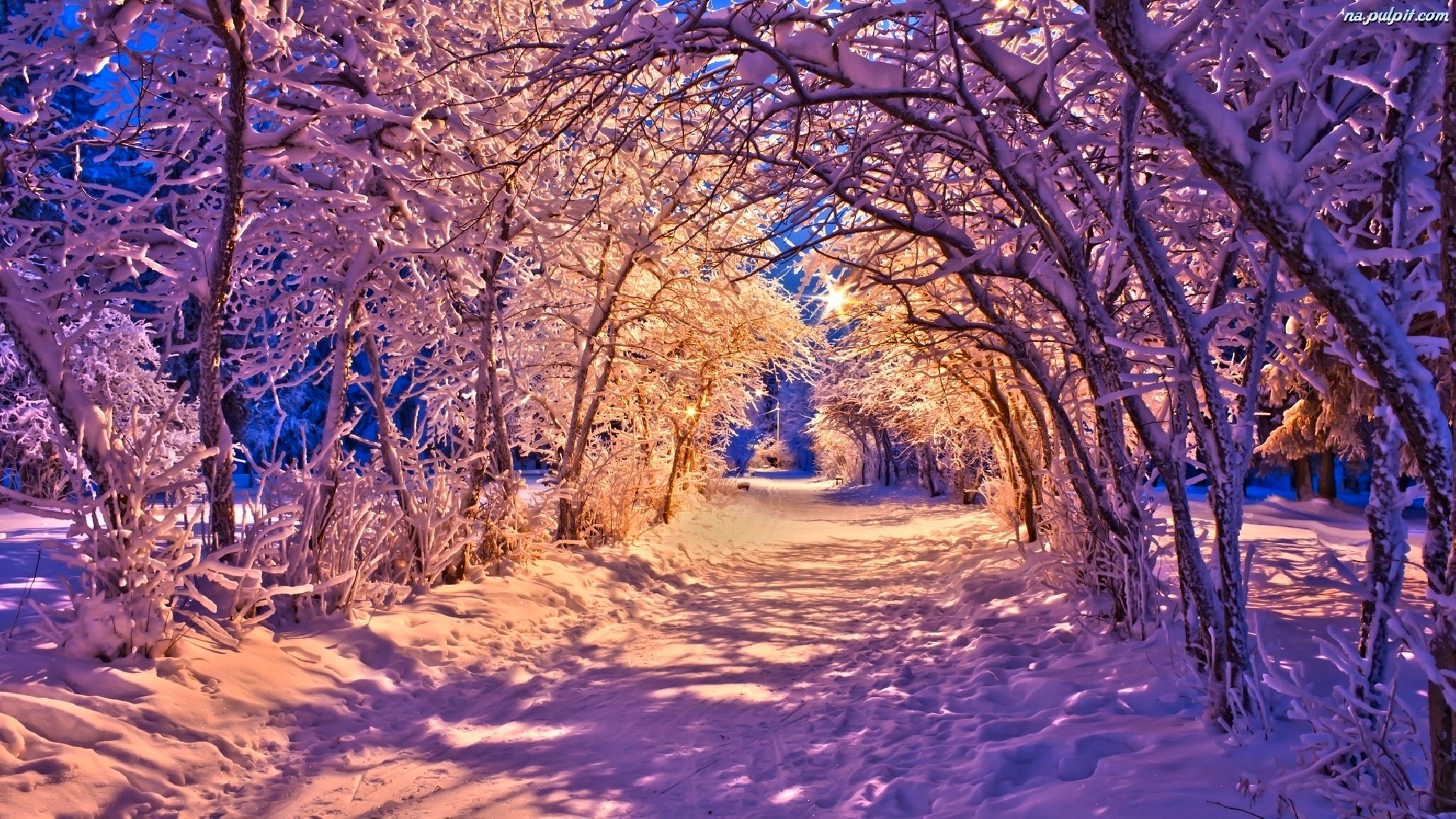 nature hiver banc parc lanternes lumières neige route arbres forêt paysage hiver blanc cool nice coucher de soleil stand lanternes