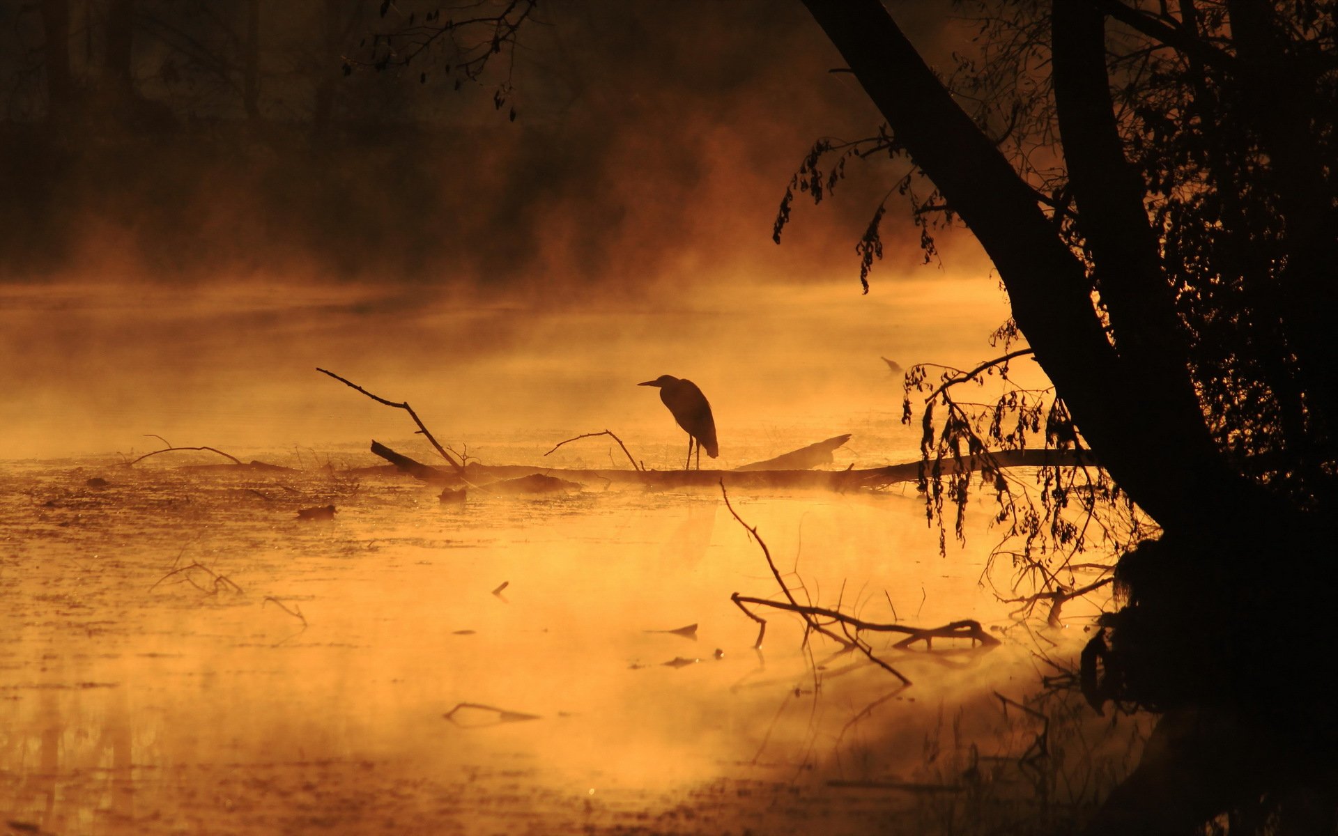 matin rivière brouillard oiseau