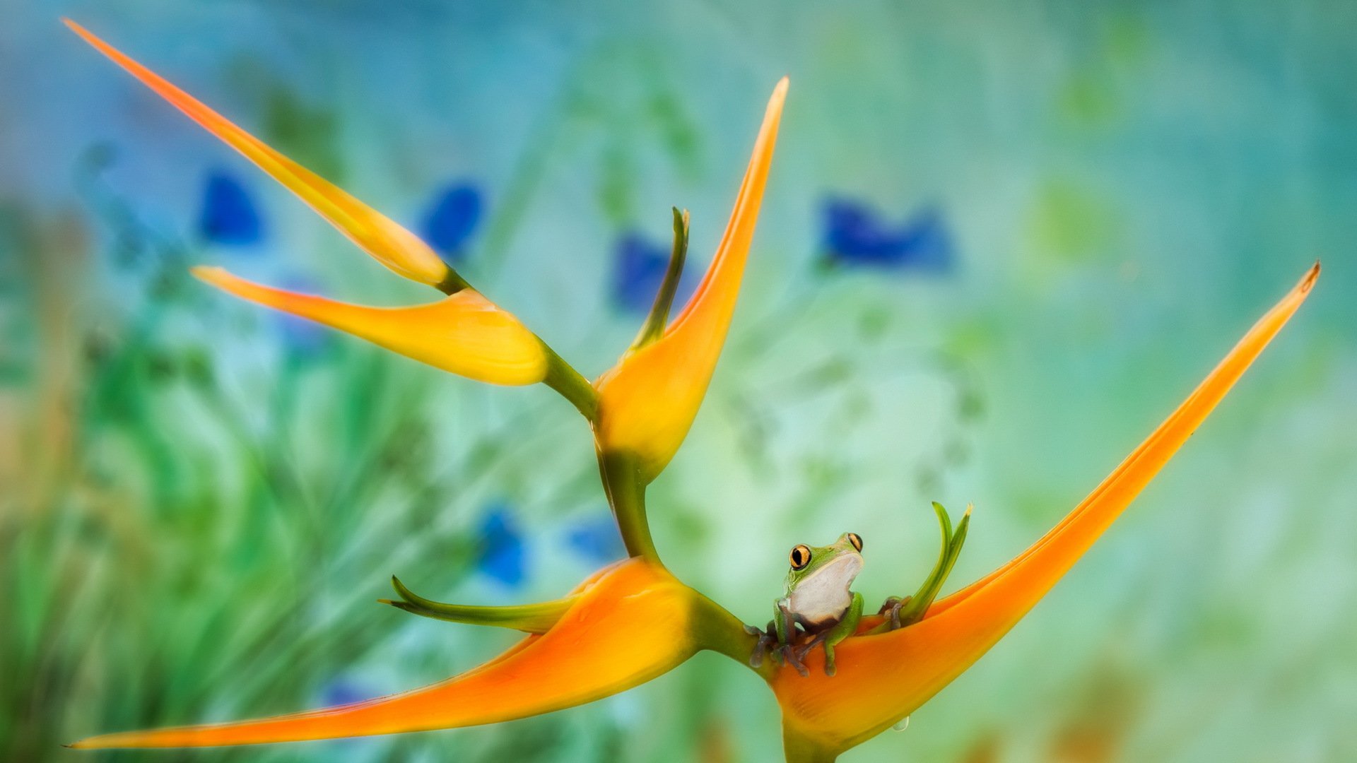 grenouille fleur nature