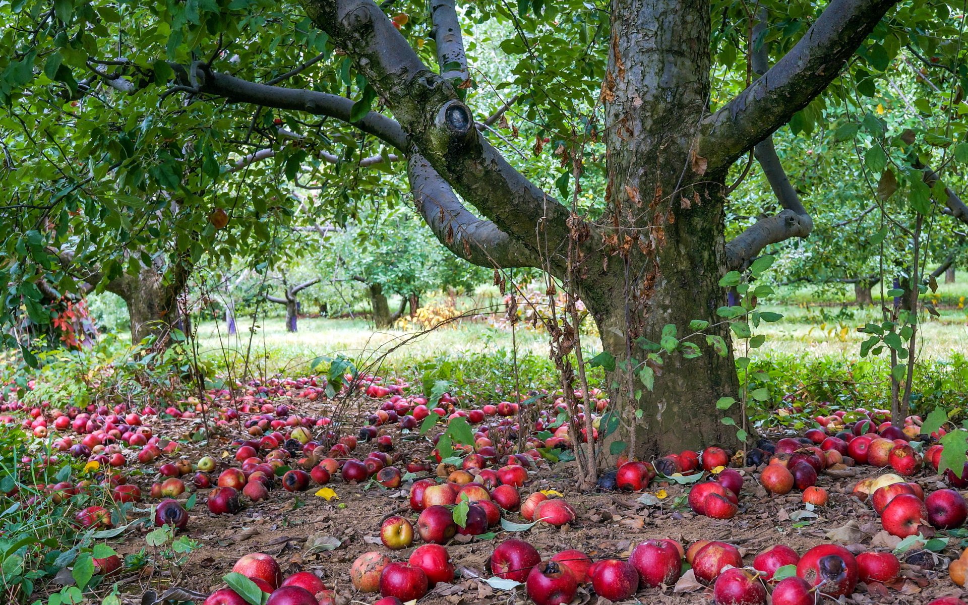 pomme arbre nature