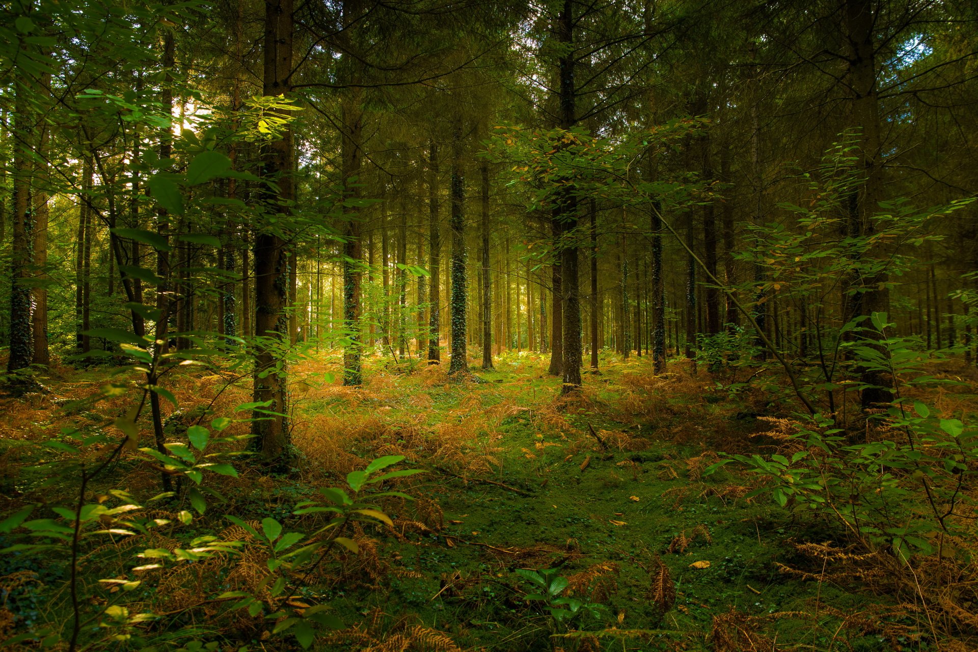 sommer wald nadelbaum sonnenlicht