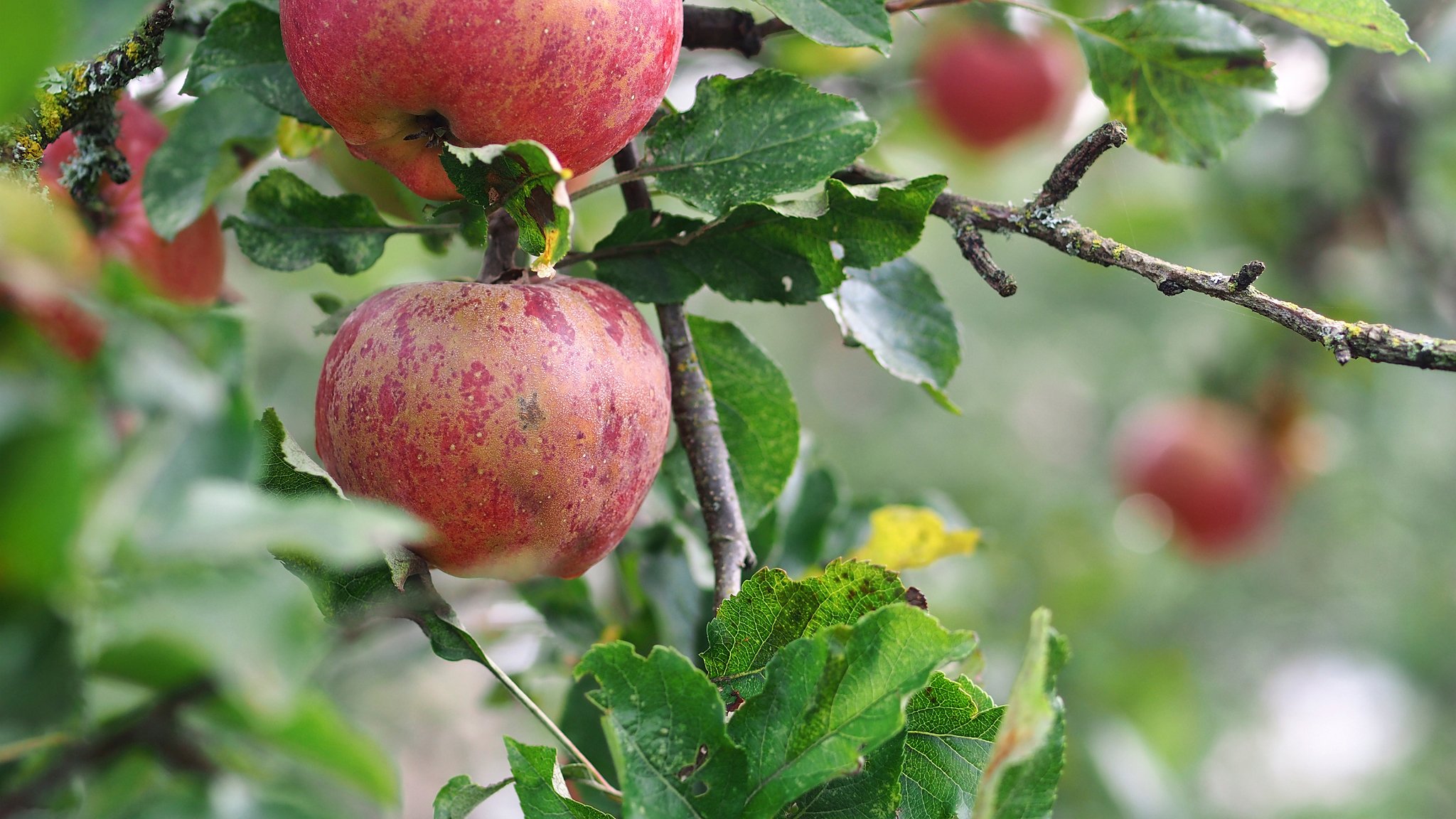 rouge pommes branche gros plan