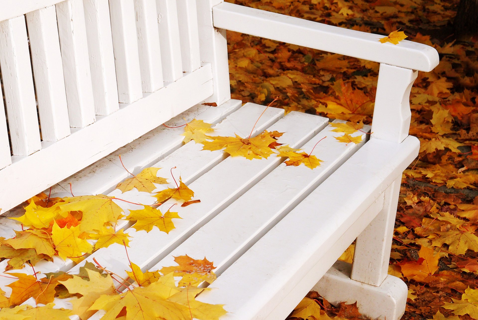 bank bank bank bank weiß blätter gelb ahorn herbst natur