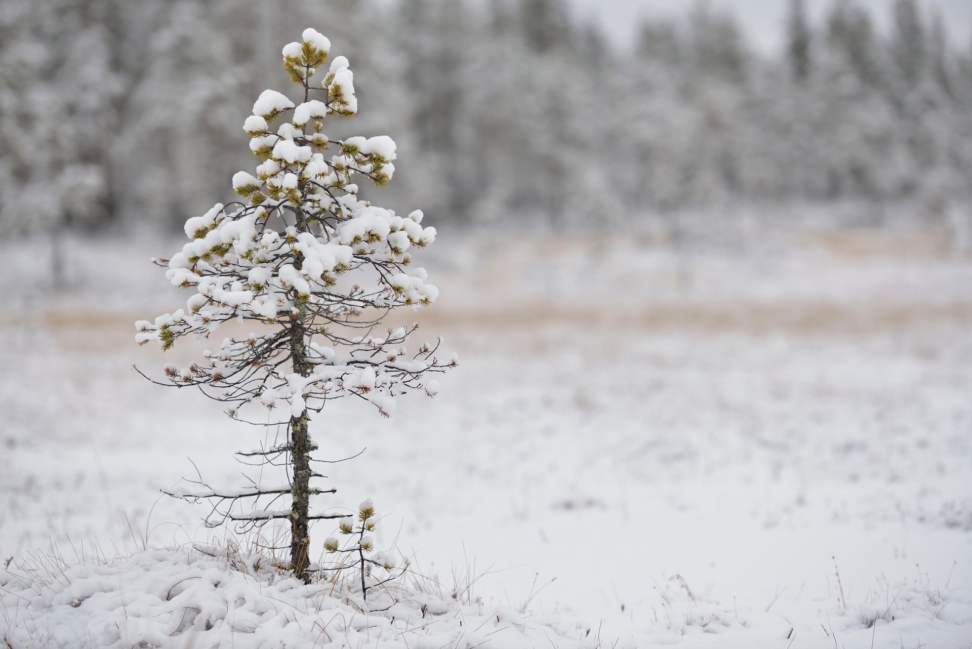 pino neve bokeh