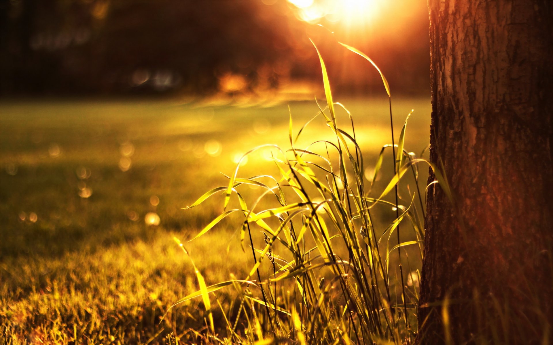 grass light nature