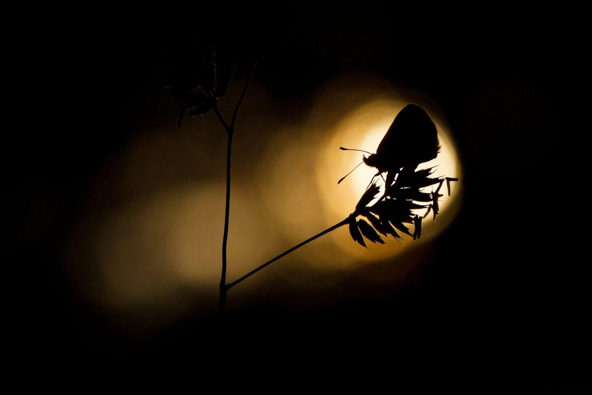 plant butterfly light silhouette