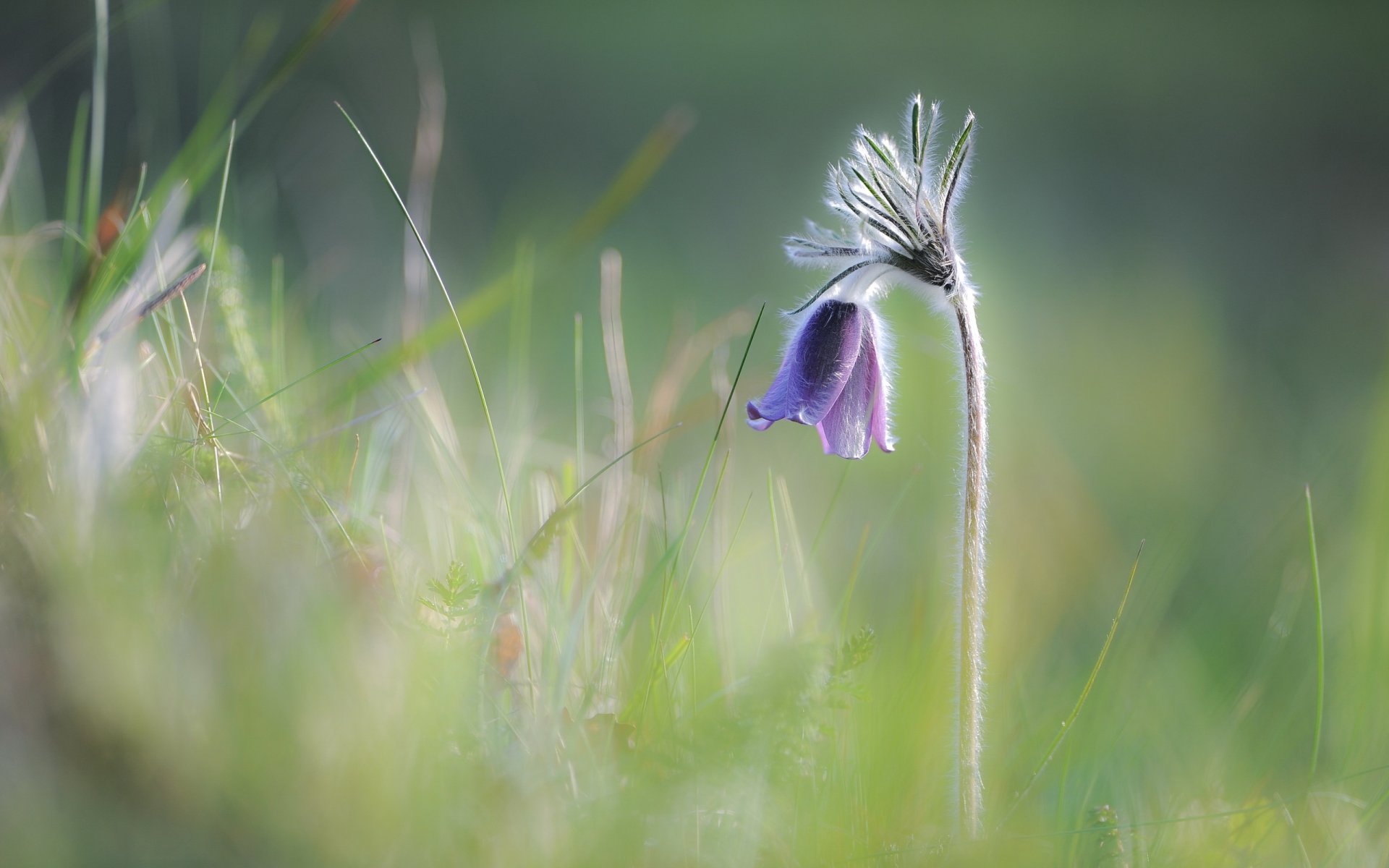 fleurs nature printemps