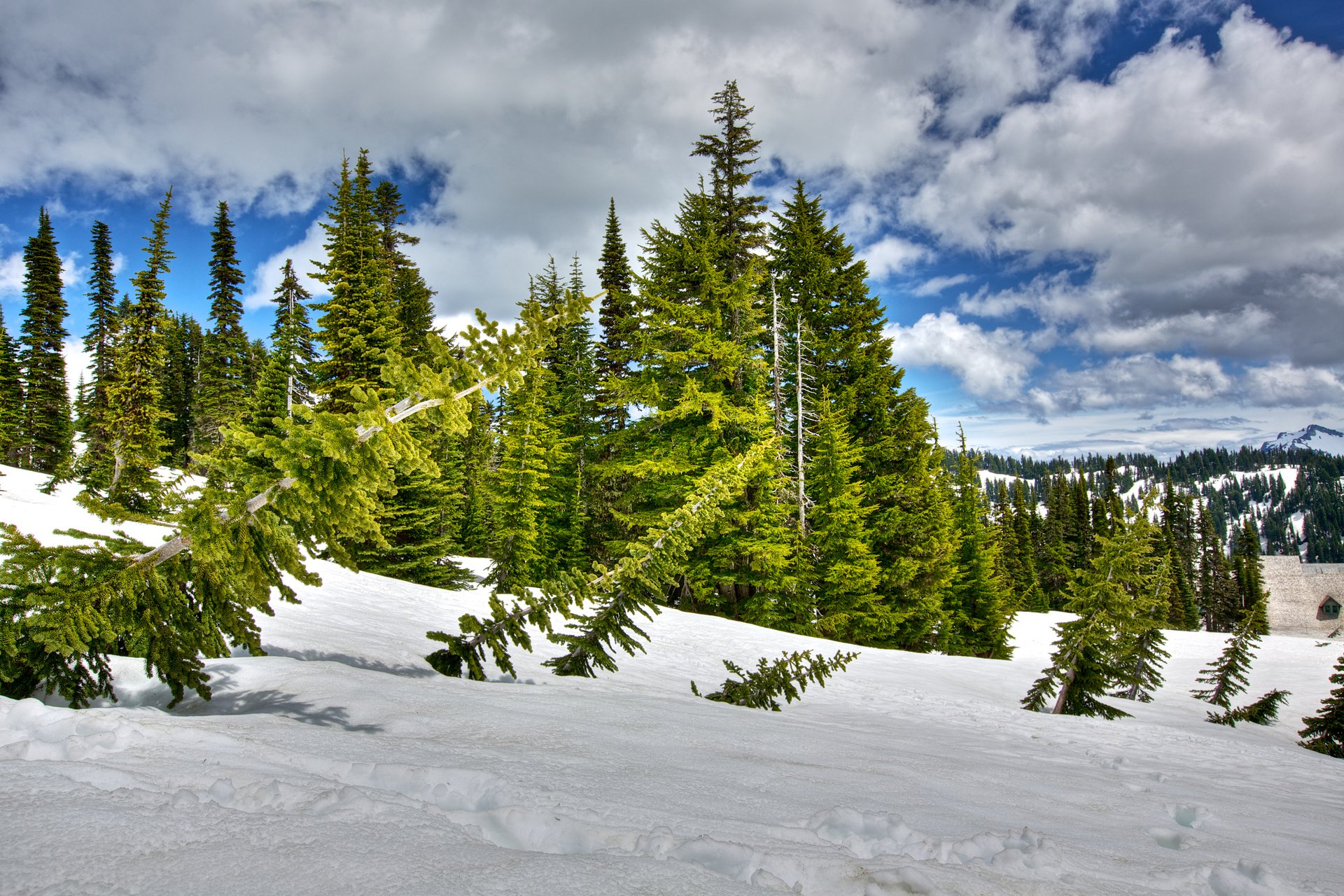 ciel nuages forêt hiver neige arbres sapin pente