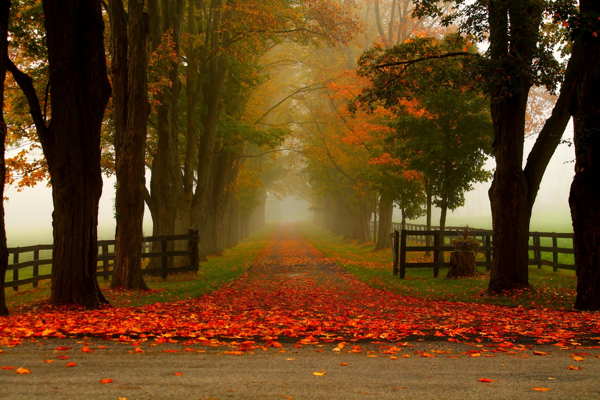 nature forest park trees leaves colorful road autumn fall colors walk