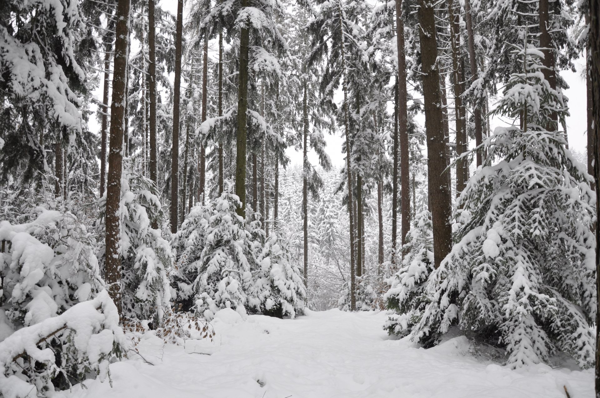 bosque invierno nieve árboles