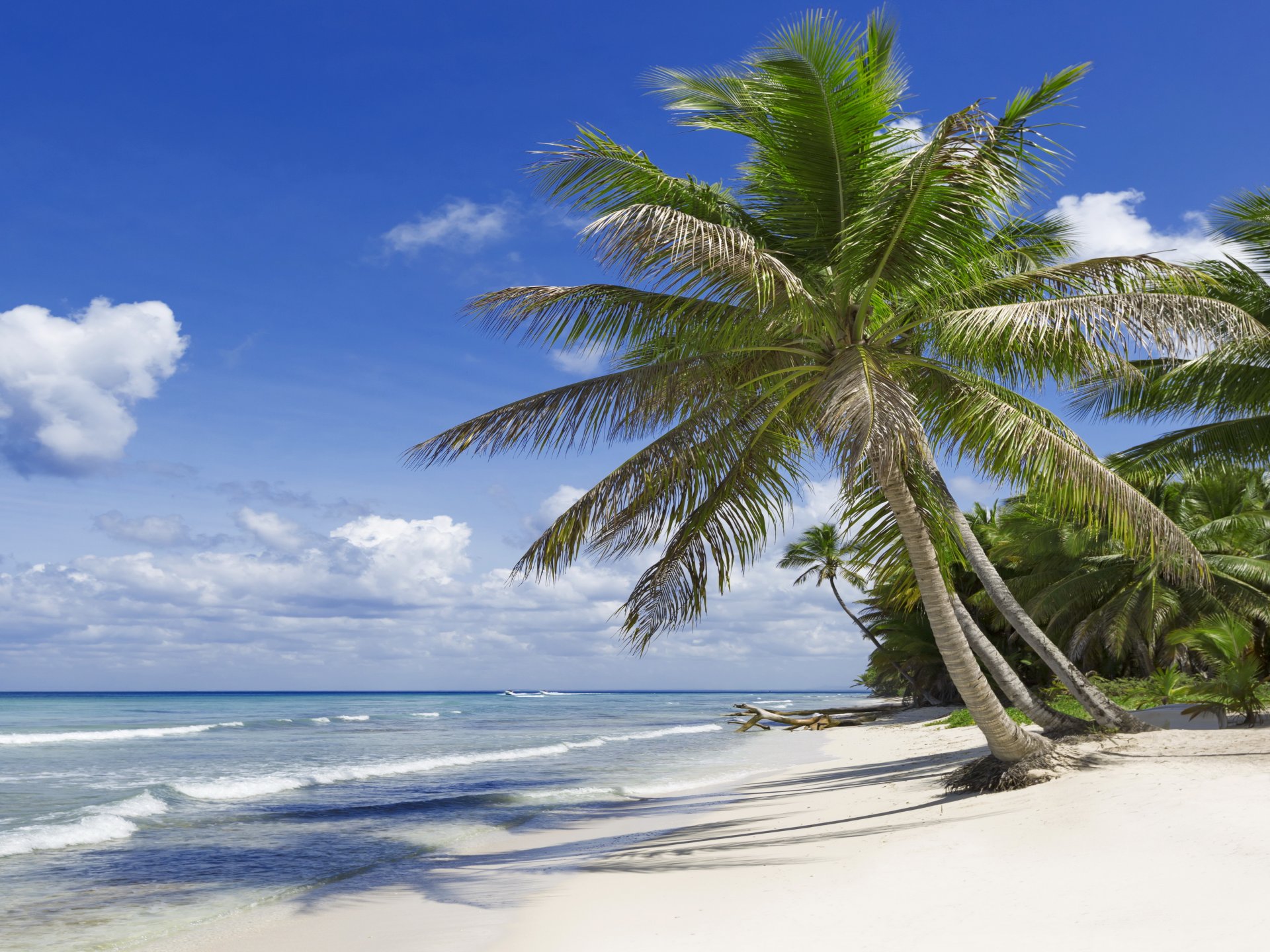 tropical paradise beach palms sea ocean sunshine summer vacation palm tropics sand