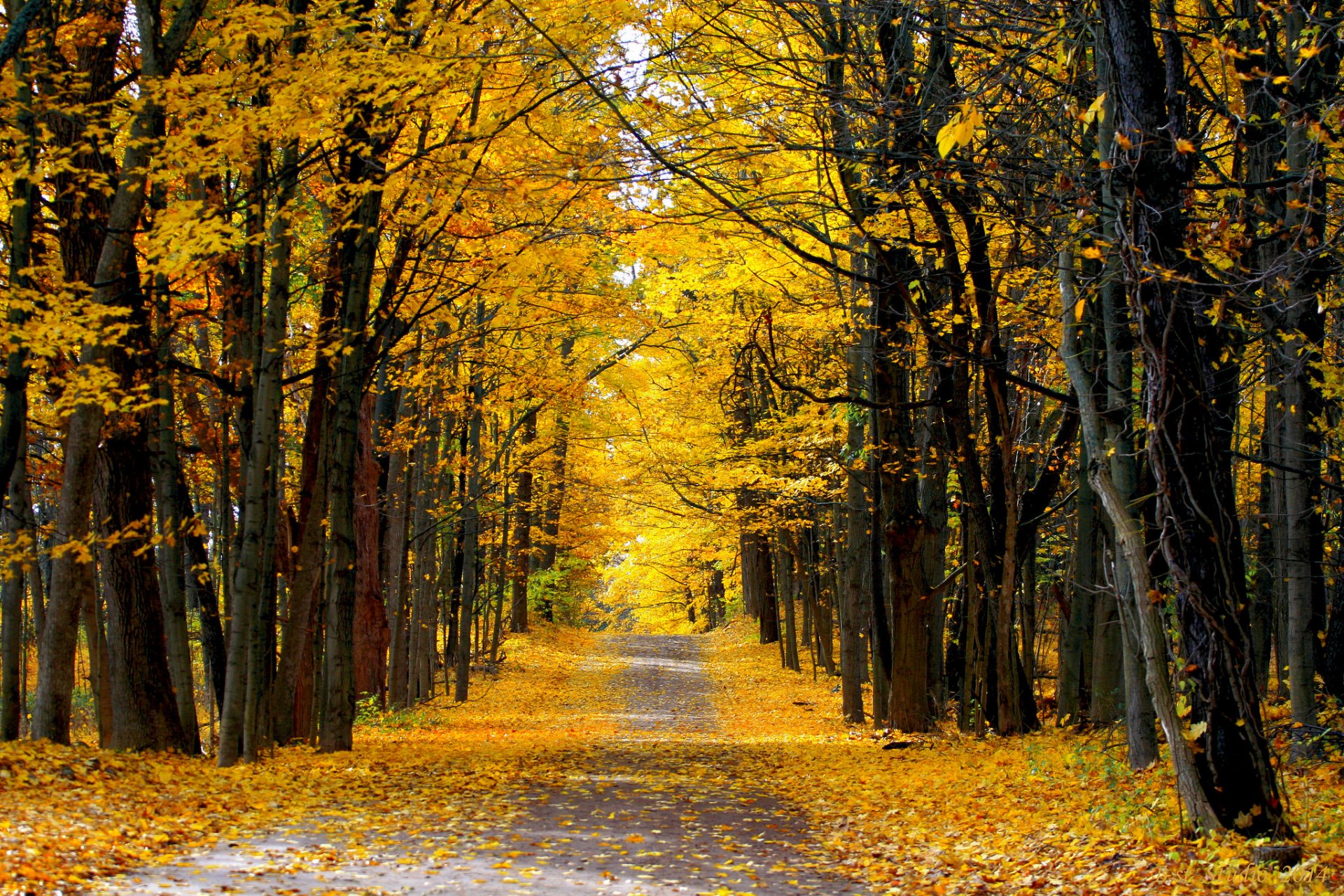 bosque otoño carretera día soleado