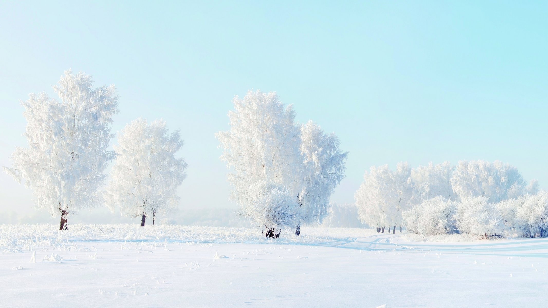 arbres neige hiver nature