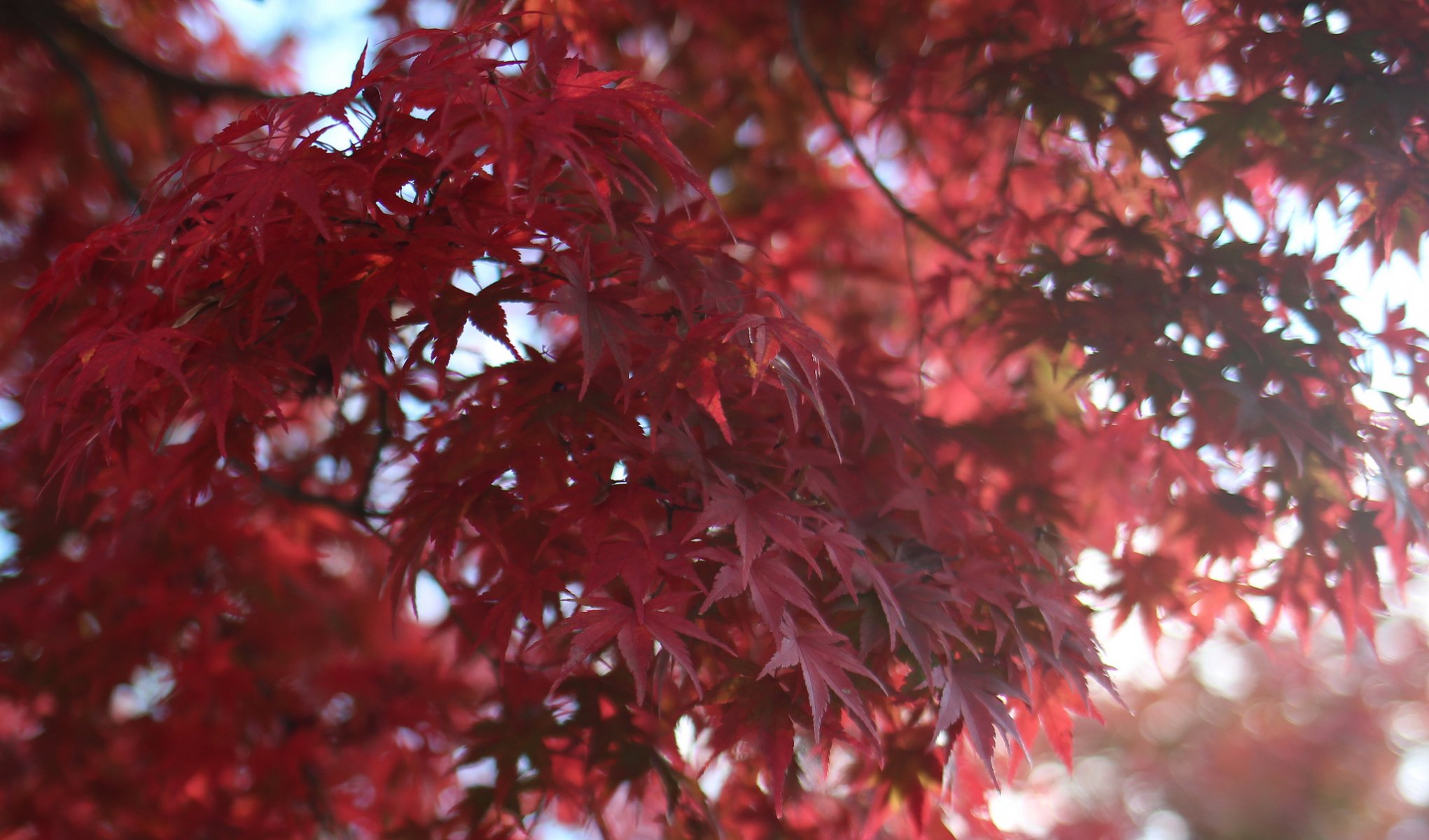 tree maple red leaves close up blur