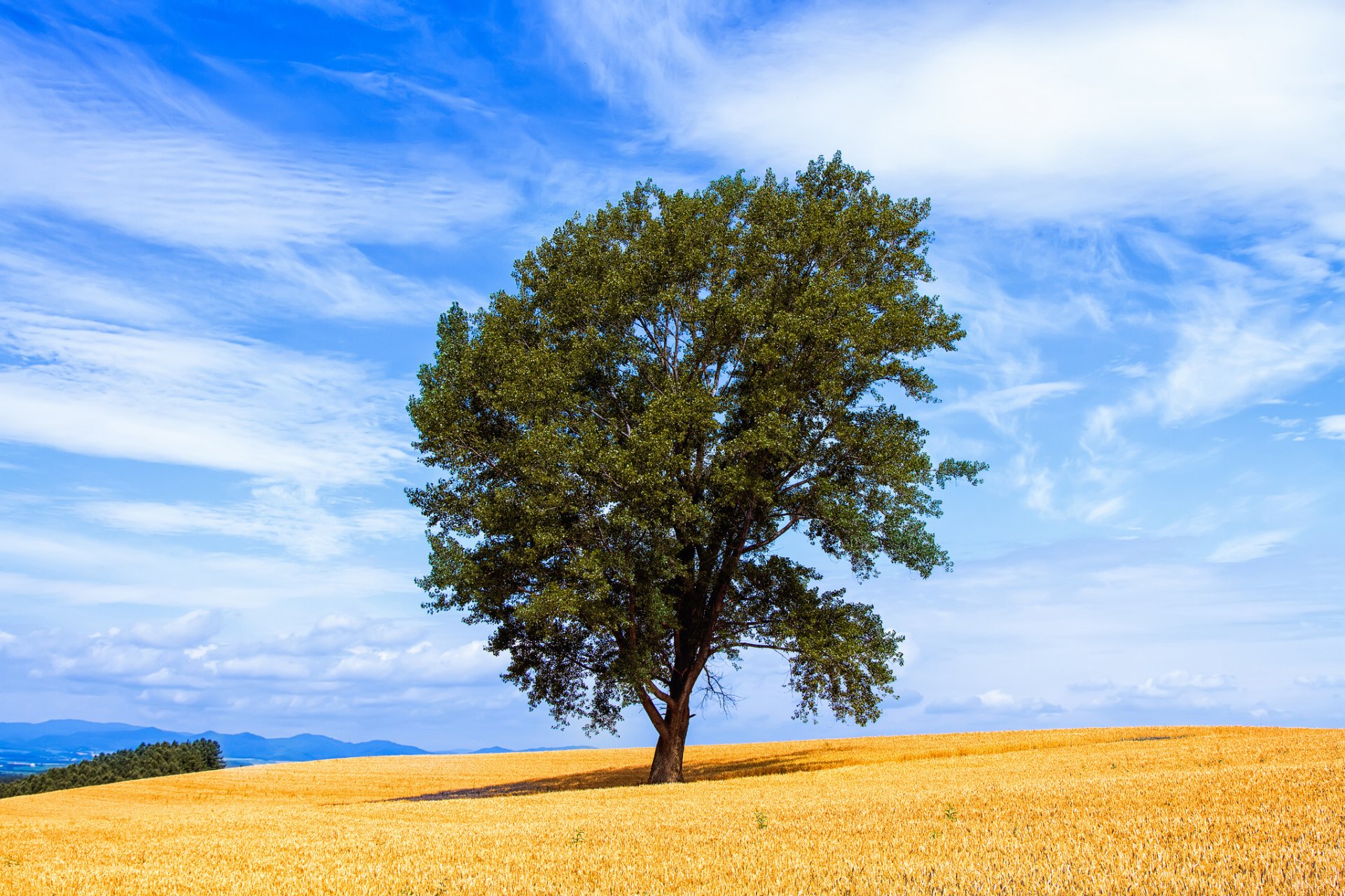 feld baum himmel wolken sommer