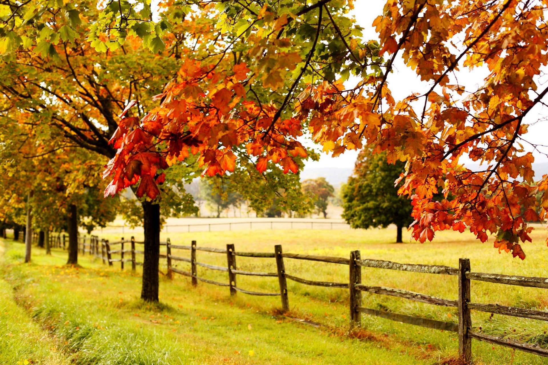 natura foresta parco alberi foglie colorato strada autunno caduta colori passeggiata