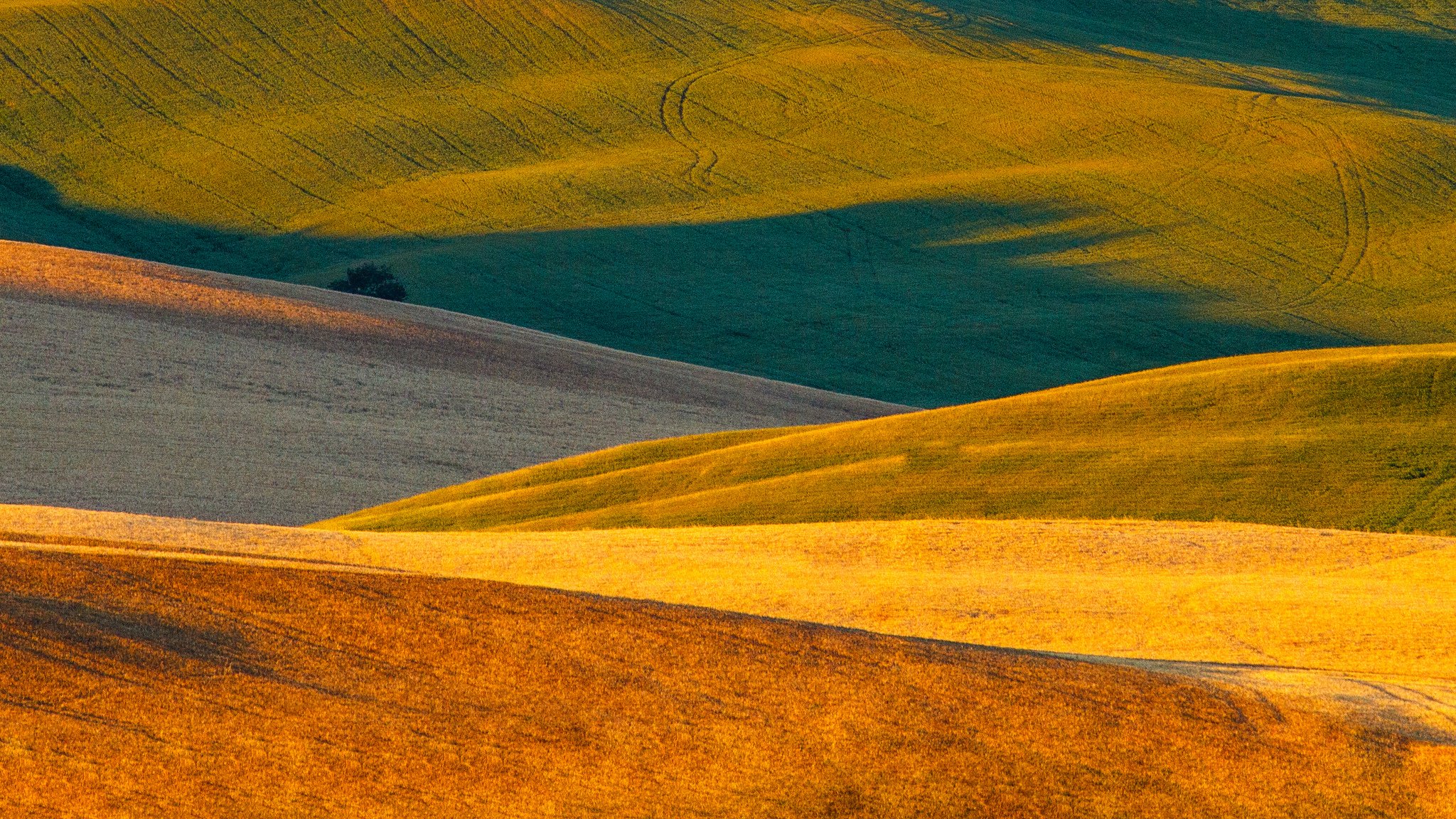 natura italia toscana campi tappeti