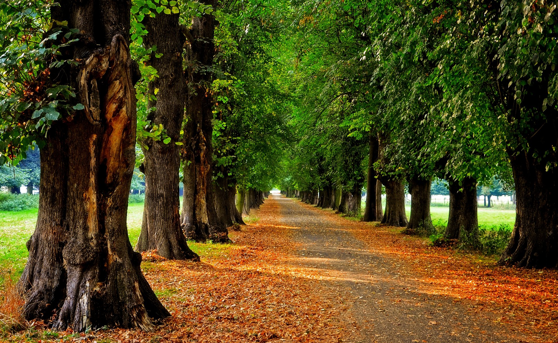 natur wald park bäume blätter bunt straße herbst herbst farben zu fuß