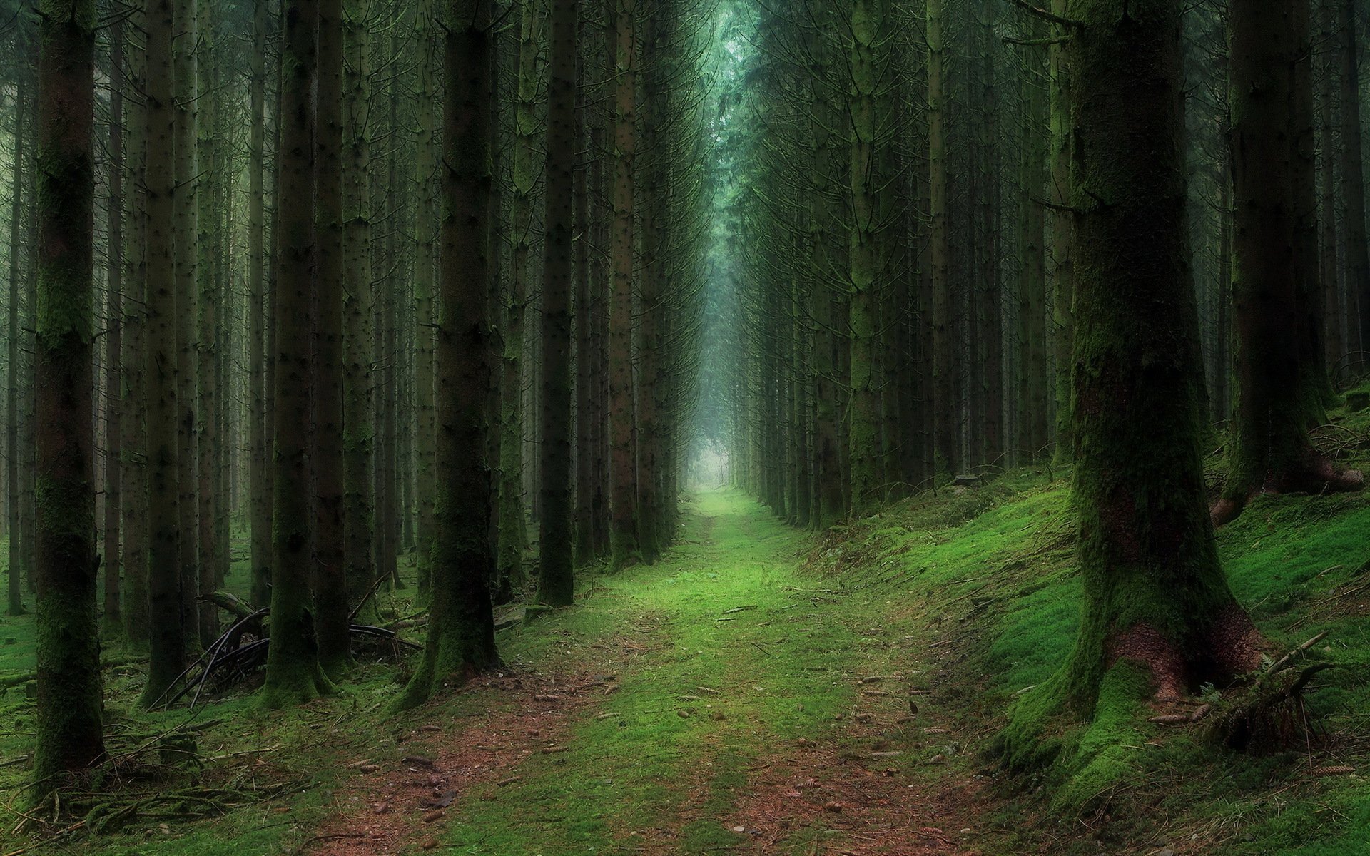 foresta natura paesaggio