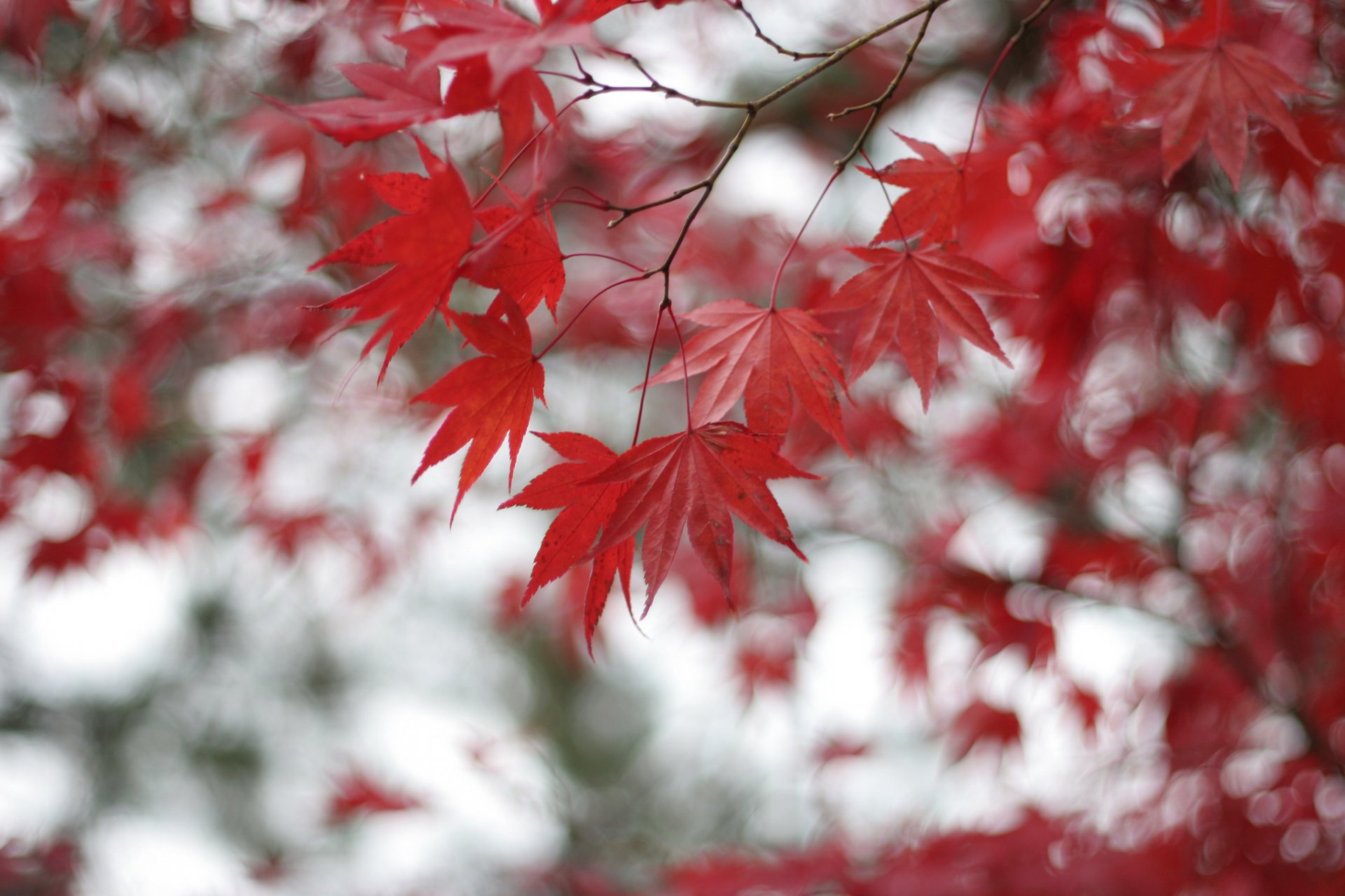 albero acero rosso foglie rami sfocatura bokeh