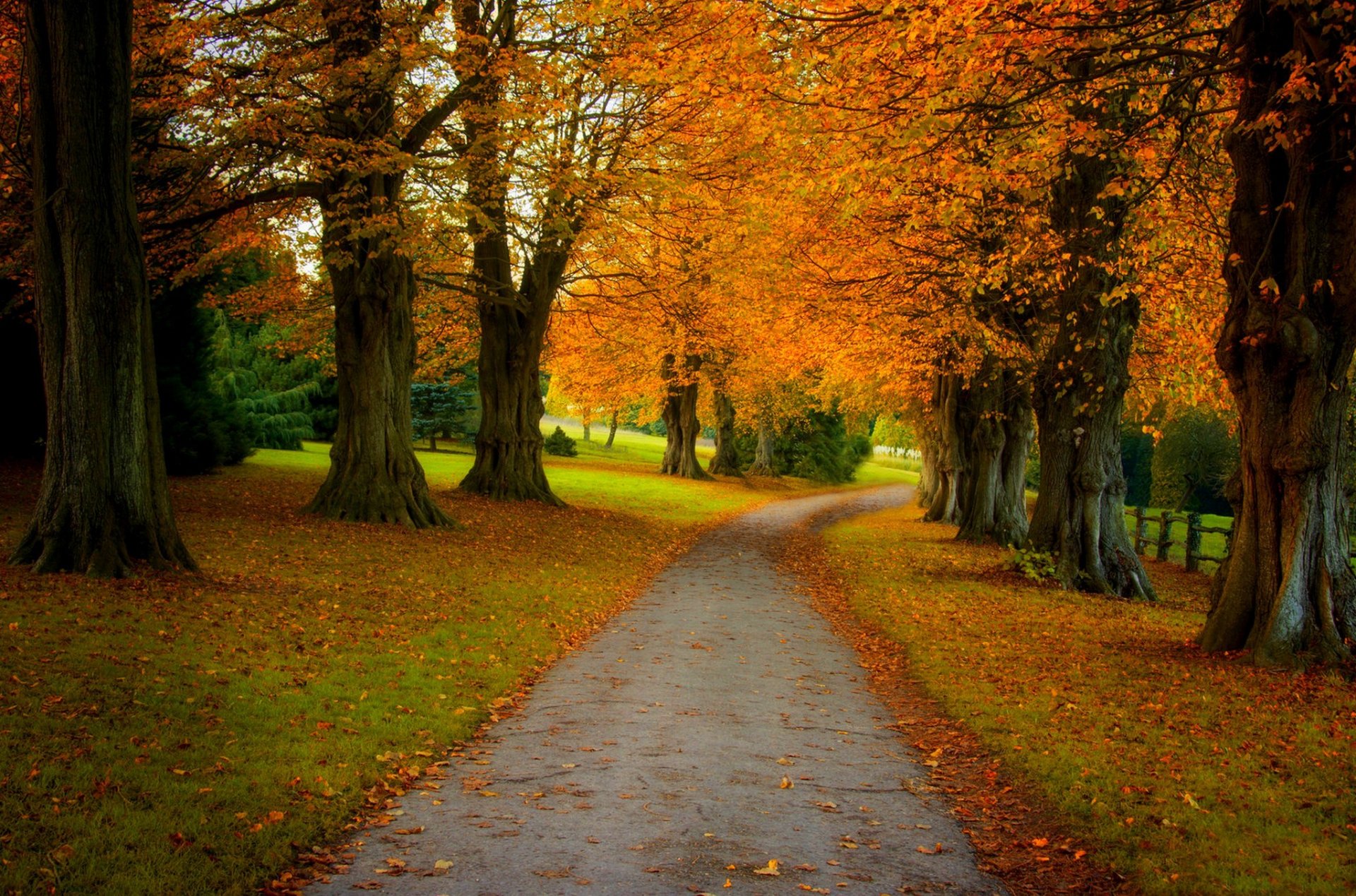 natura foresta parco alberi foglie colorato strada autunno caduta colori passeggiata