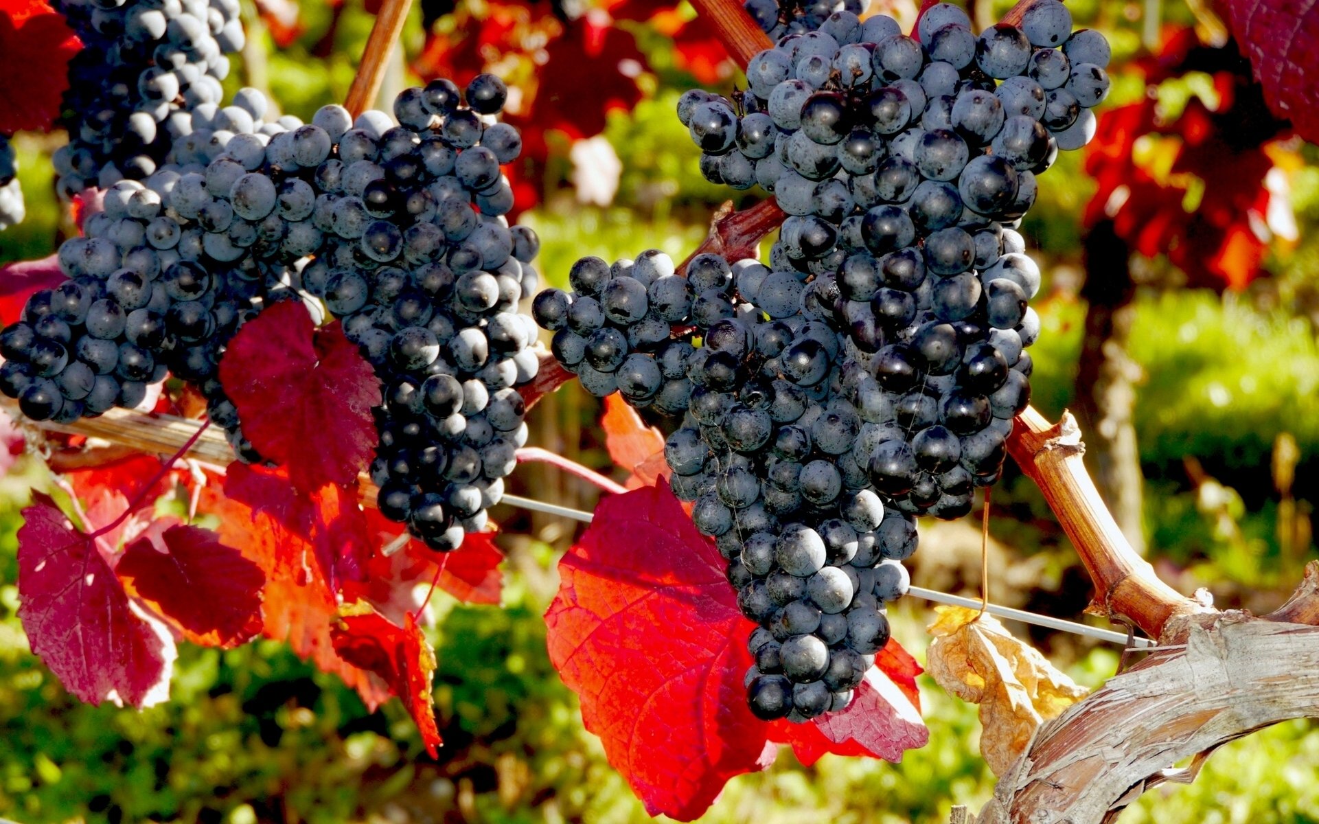 raisin grappe vigne