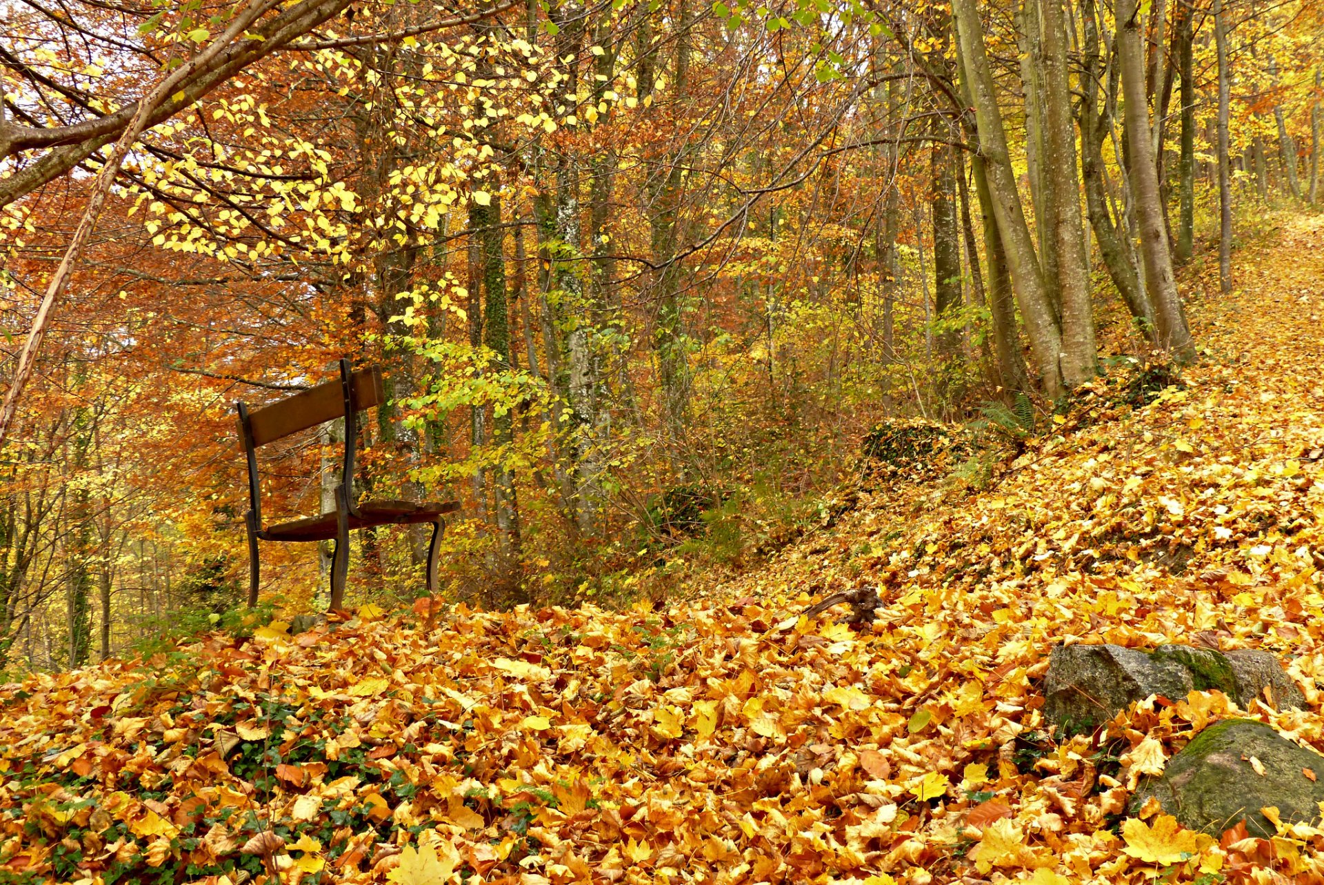 foresta autunno fogliame panchina