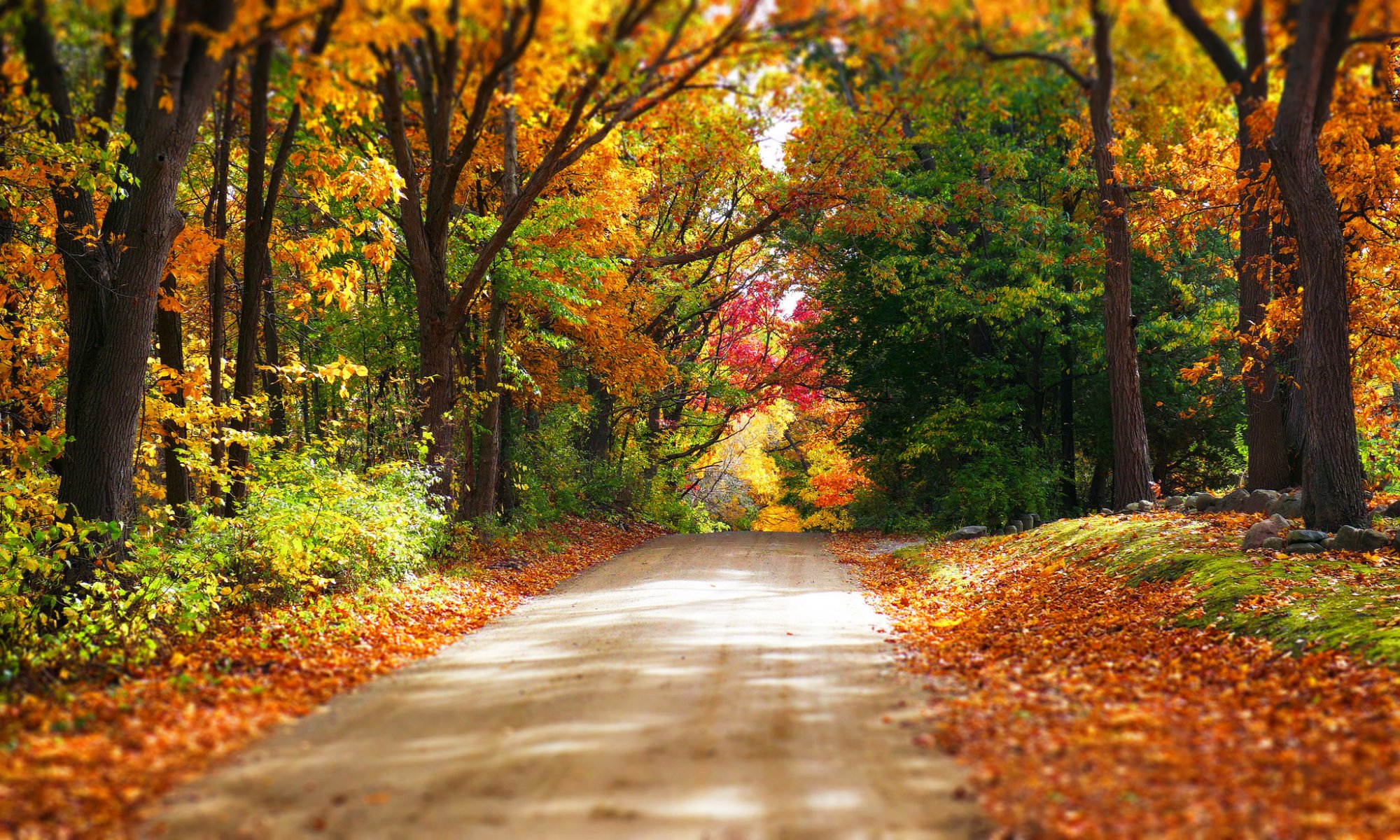 naturaleza bosque parque árboles hojas colorido camino otoño caída colores paseo