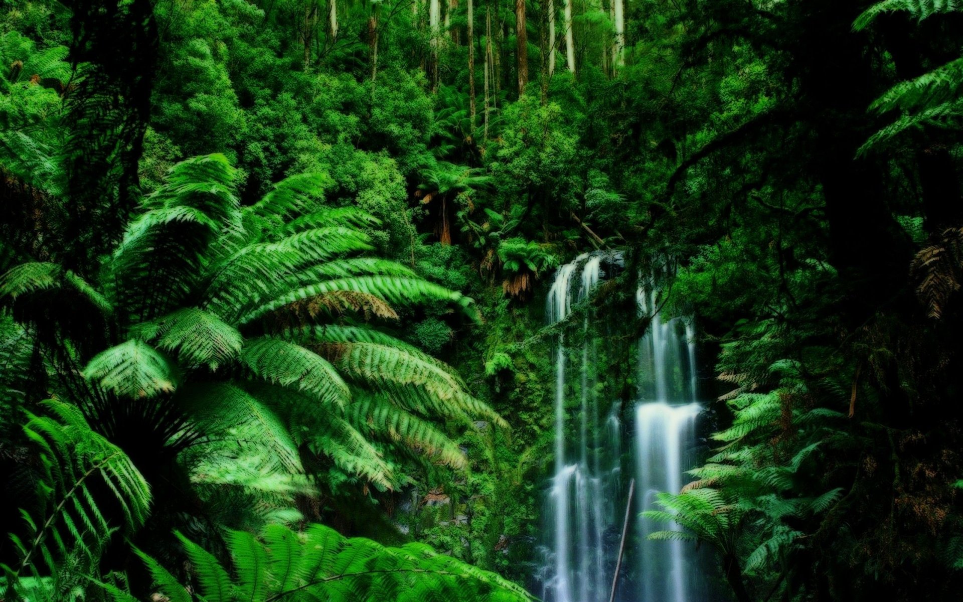 selva enredaderas follaje vegetación cascada