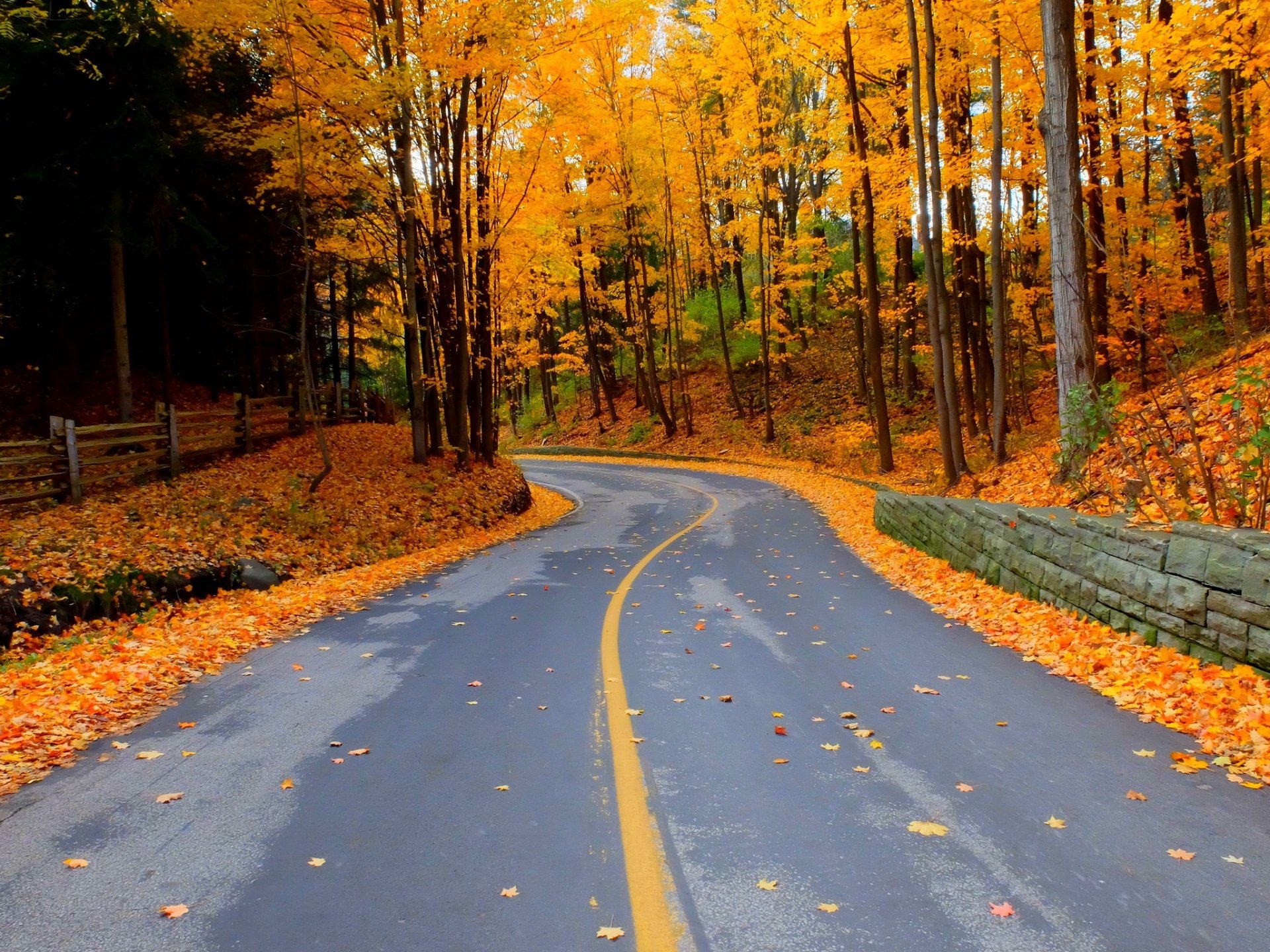 natura foresta parco alberi foglie colorato strada autunno caduta colori passeggiata