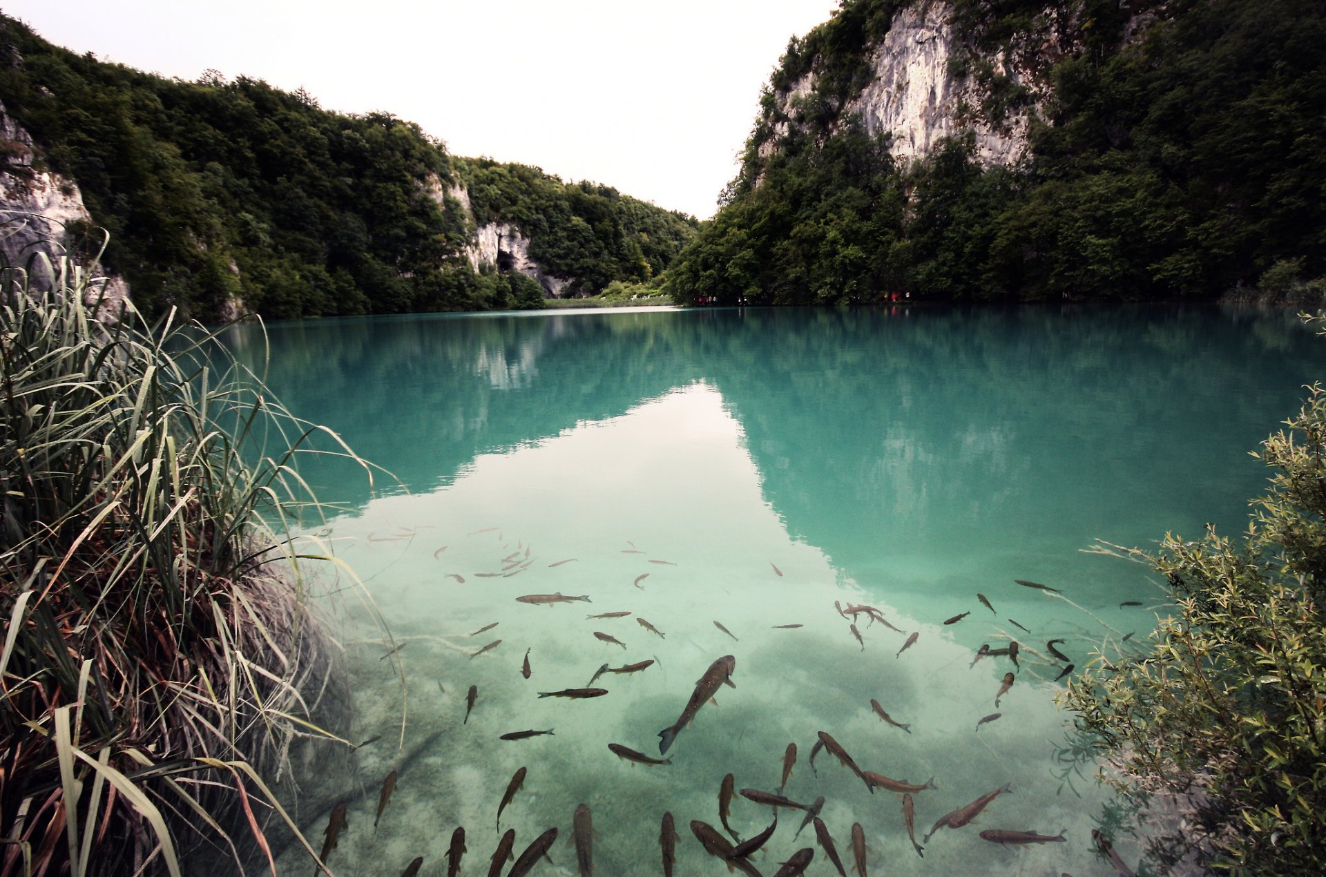 nature lake fish mountain forest