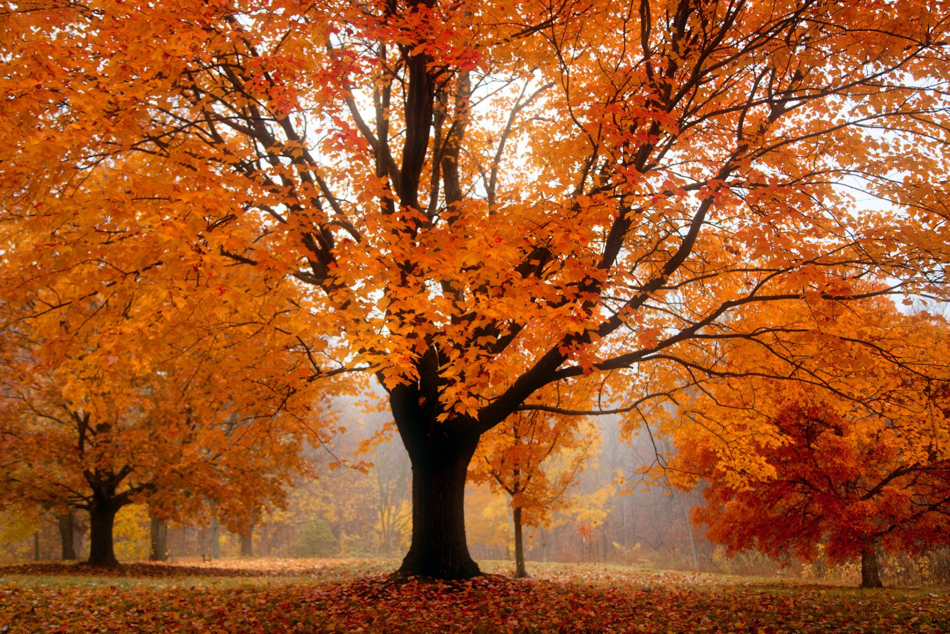 autunno parco alberi fogliame arancione nebbia