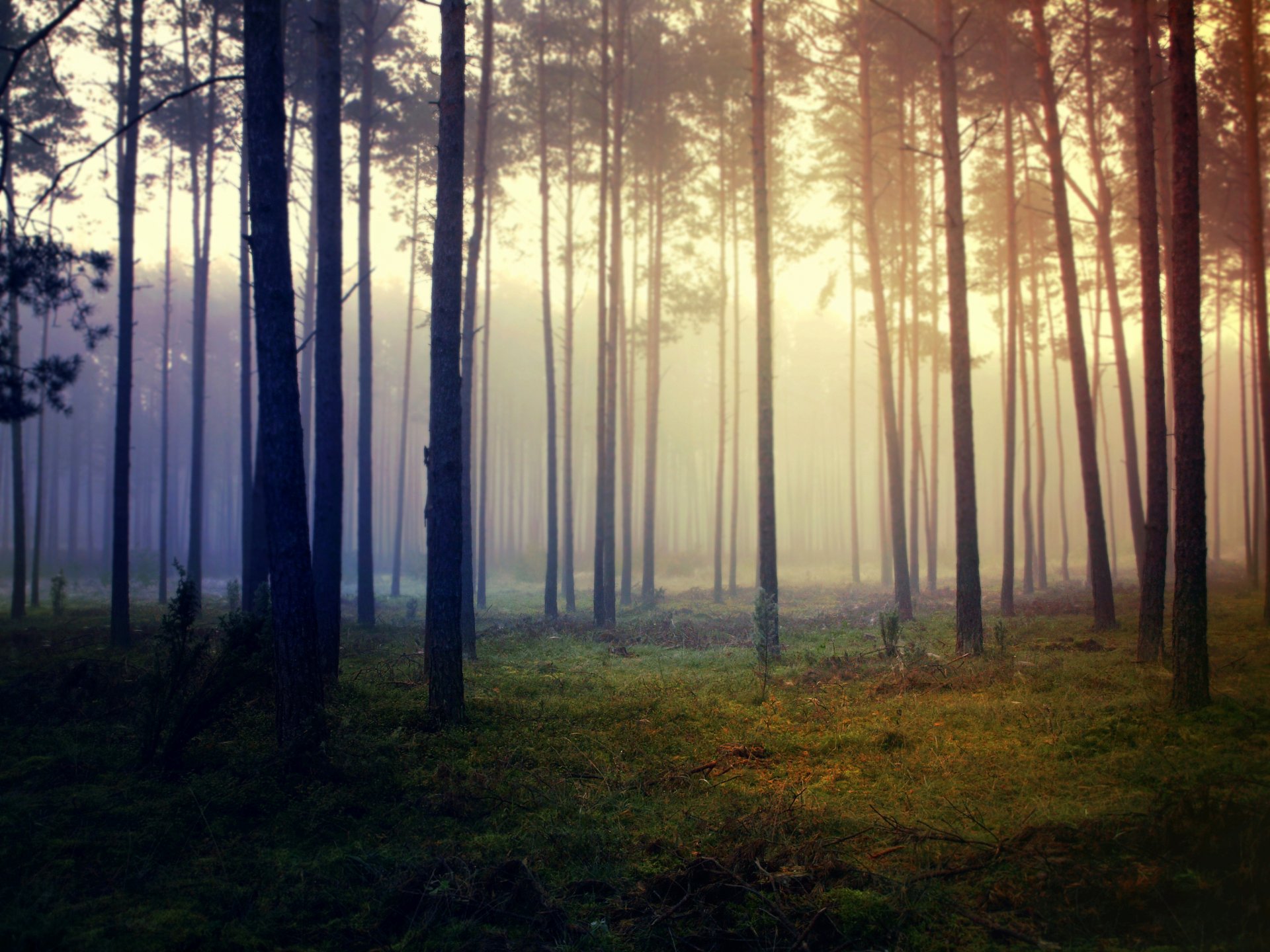 forest fog grass tree