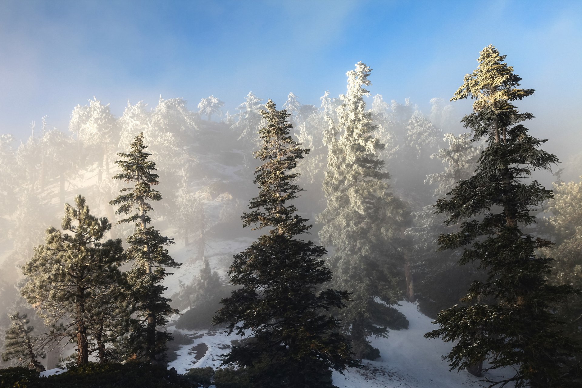 cielo pendiente abeto invierno nieve árboles