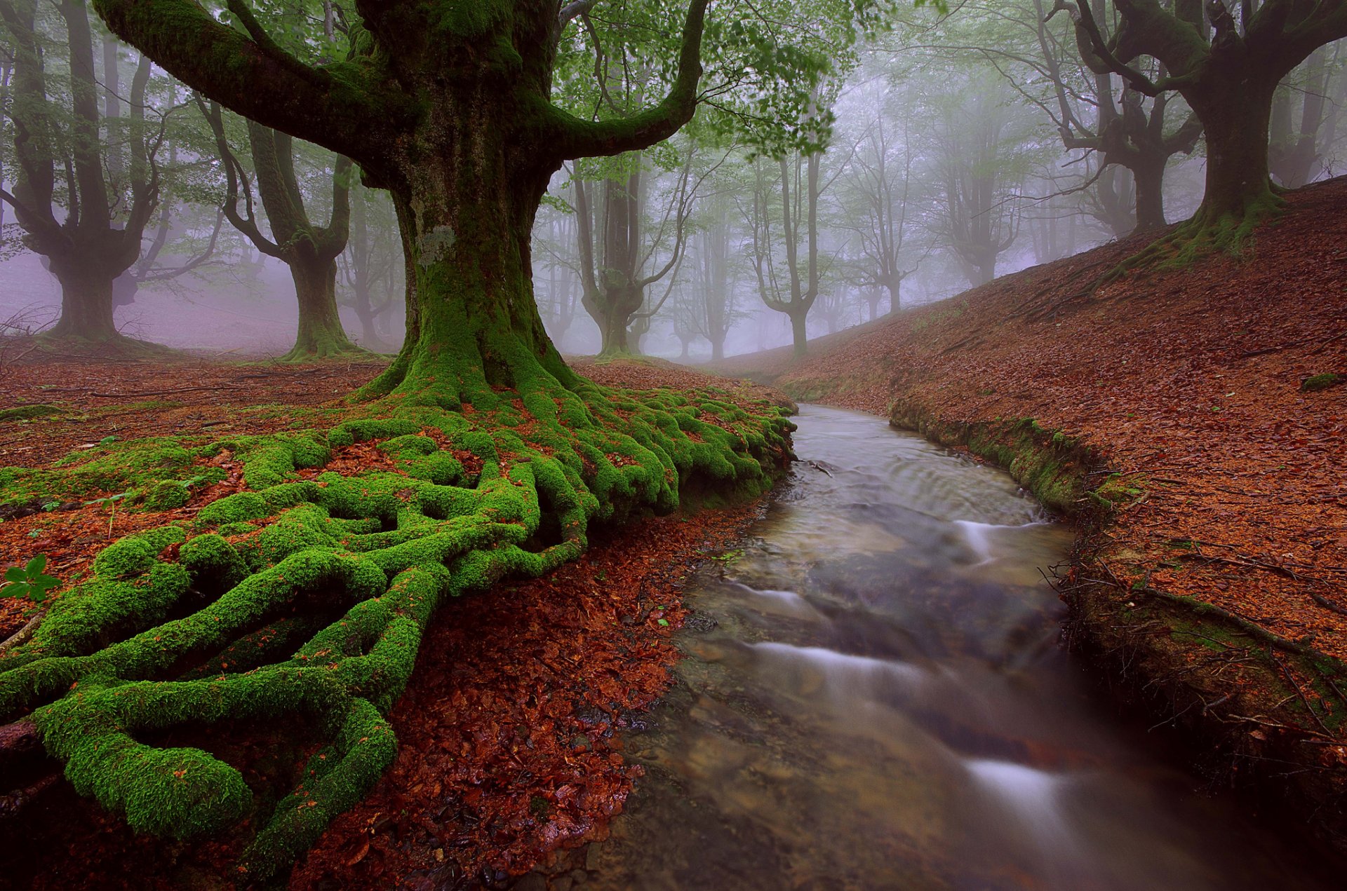 spagna paesi baschi vizcaya álava alberi faggio muschio fiume ruscello estate