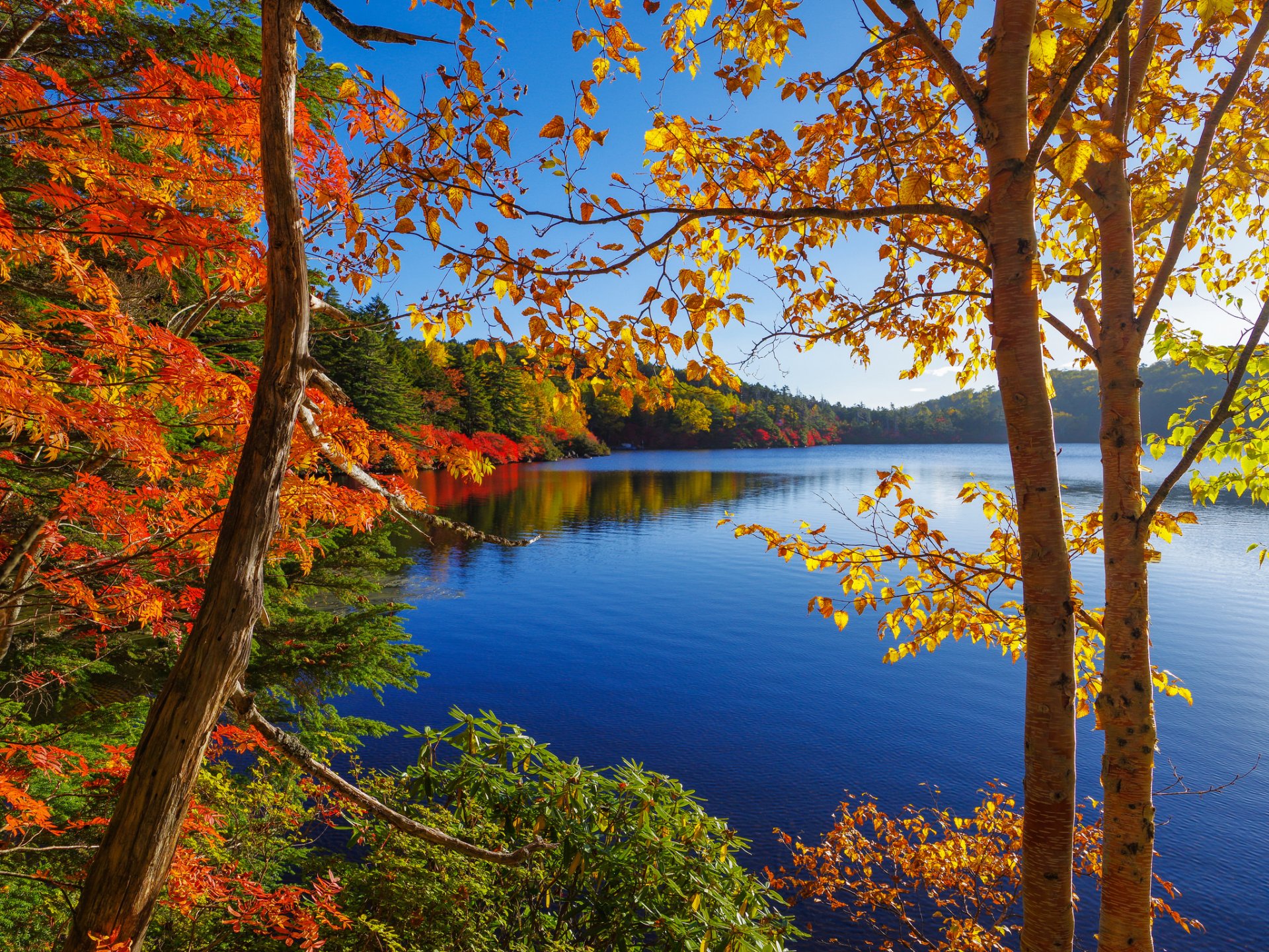 cielo lago árboles bosque otoño