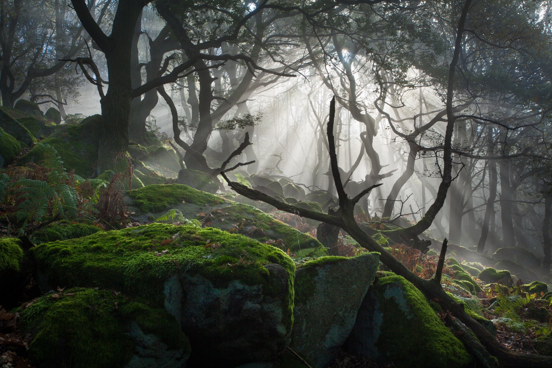 tones moss tree light sun ray