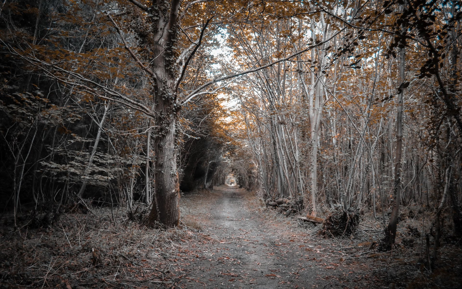 foresta strada natura