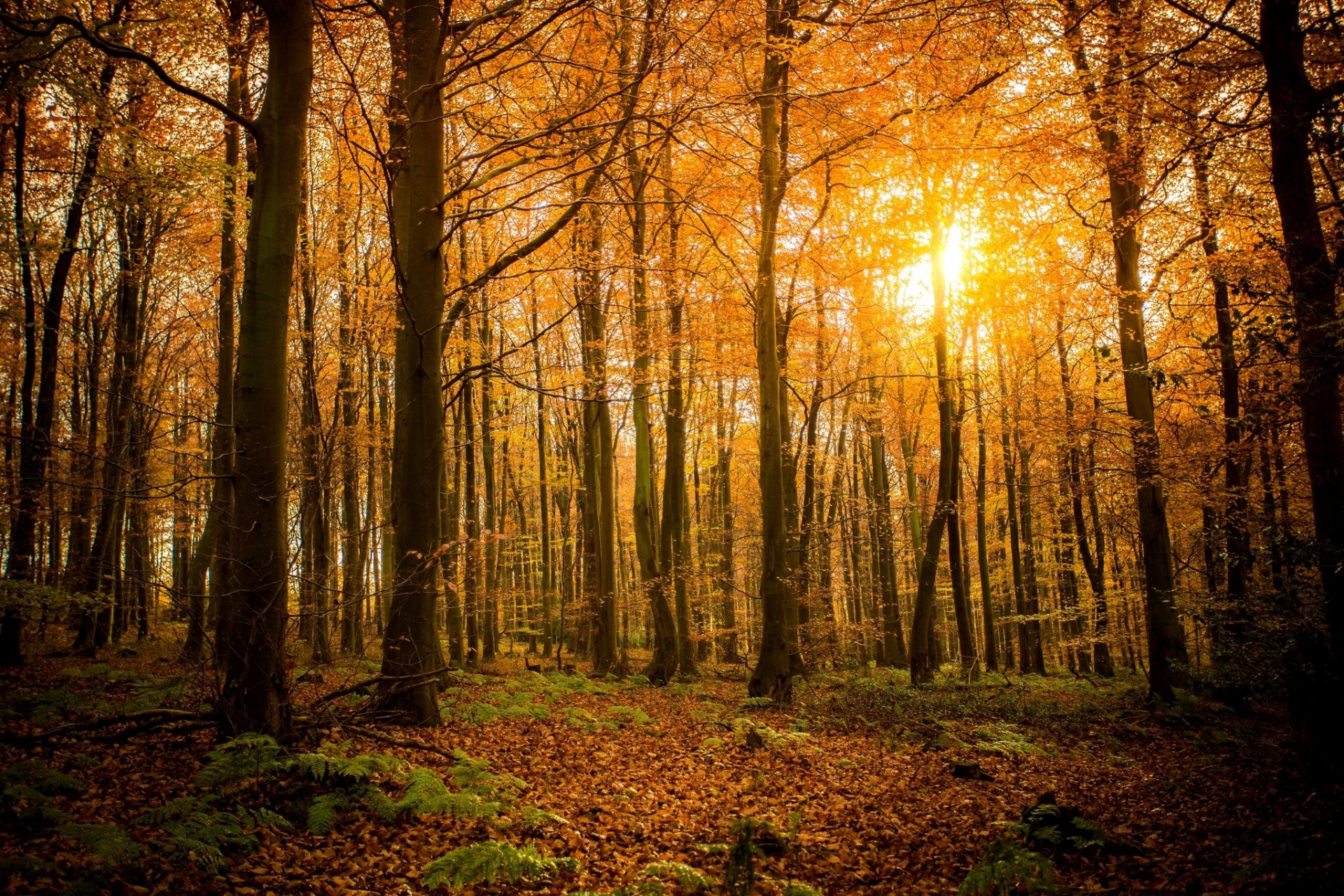 otoño bosque naturaleza árboles hojas ramas sol luz