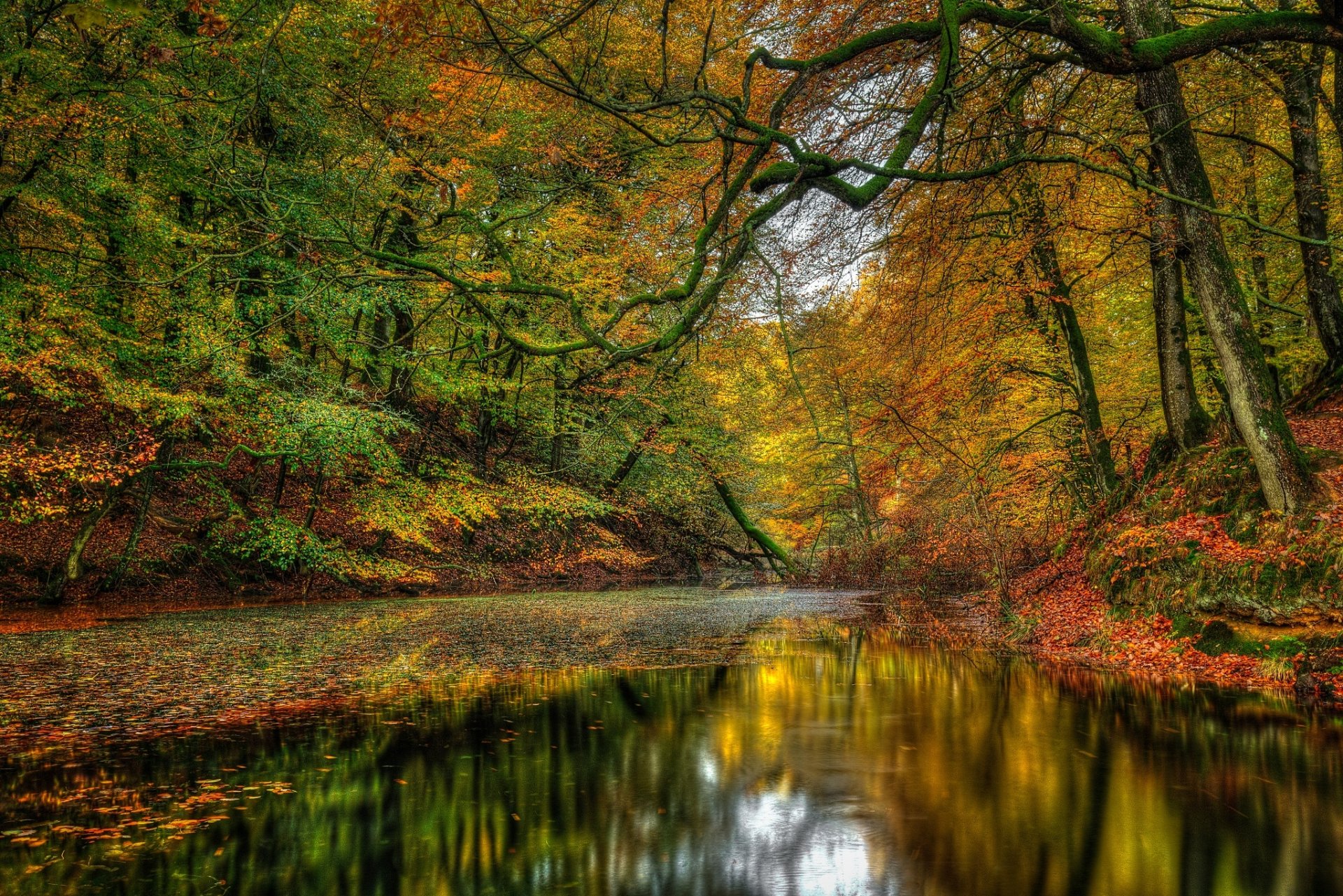 nature paysage forêt arbres automne rivière automne vue