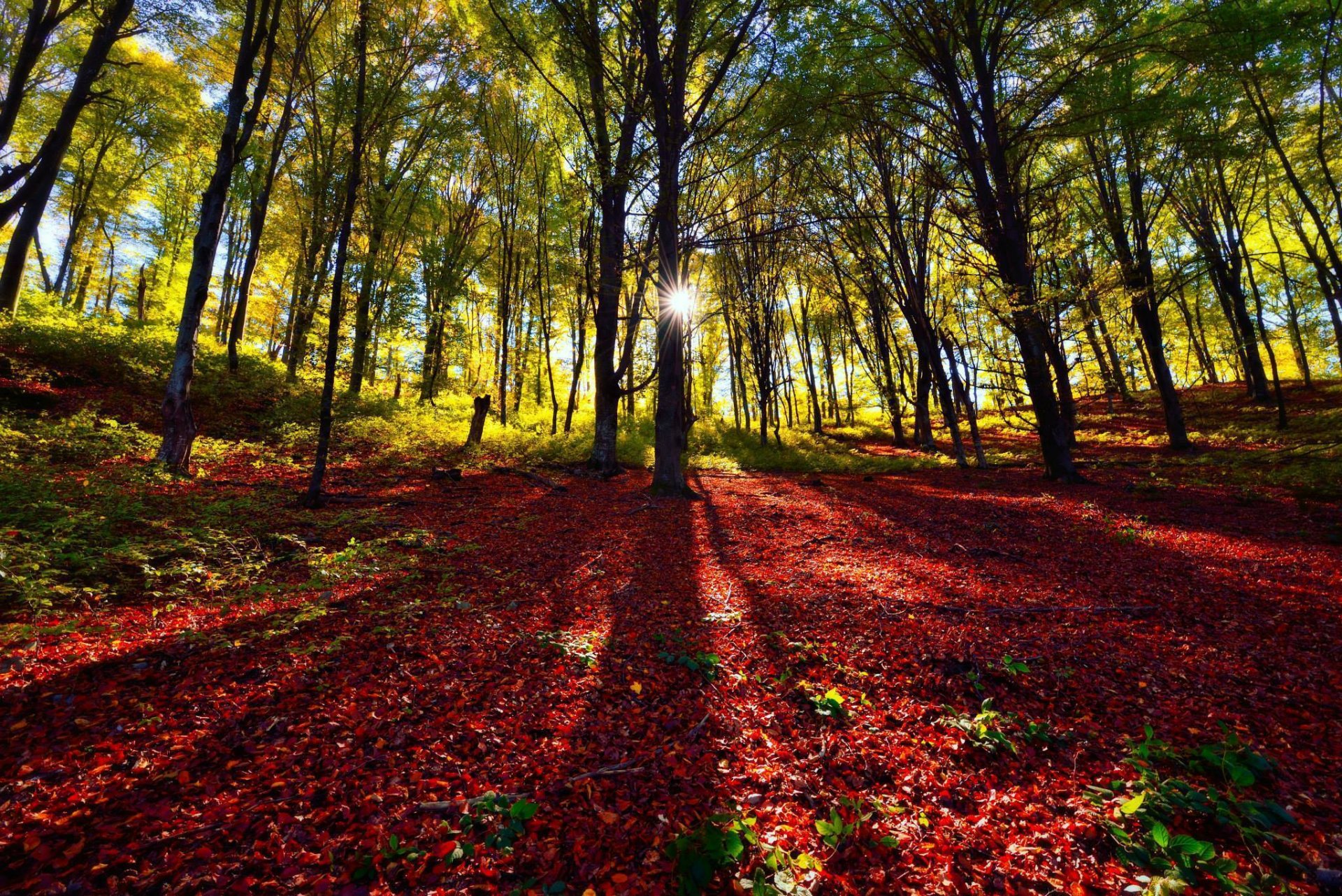 forest tree foliage sun shadow